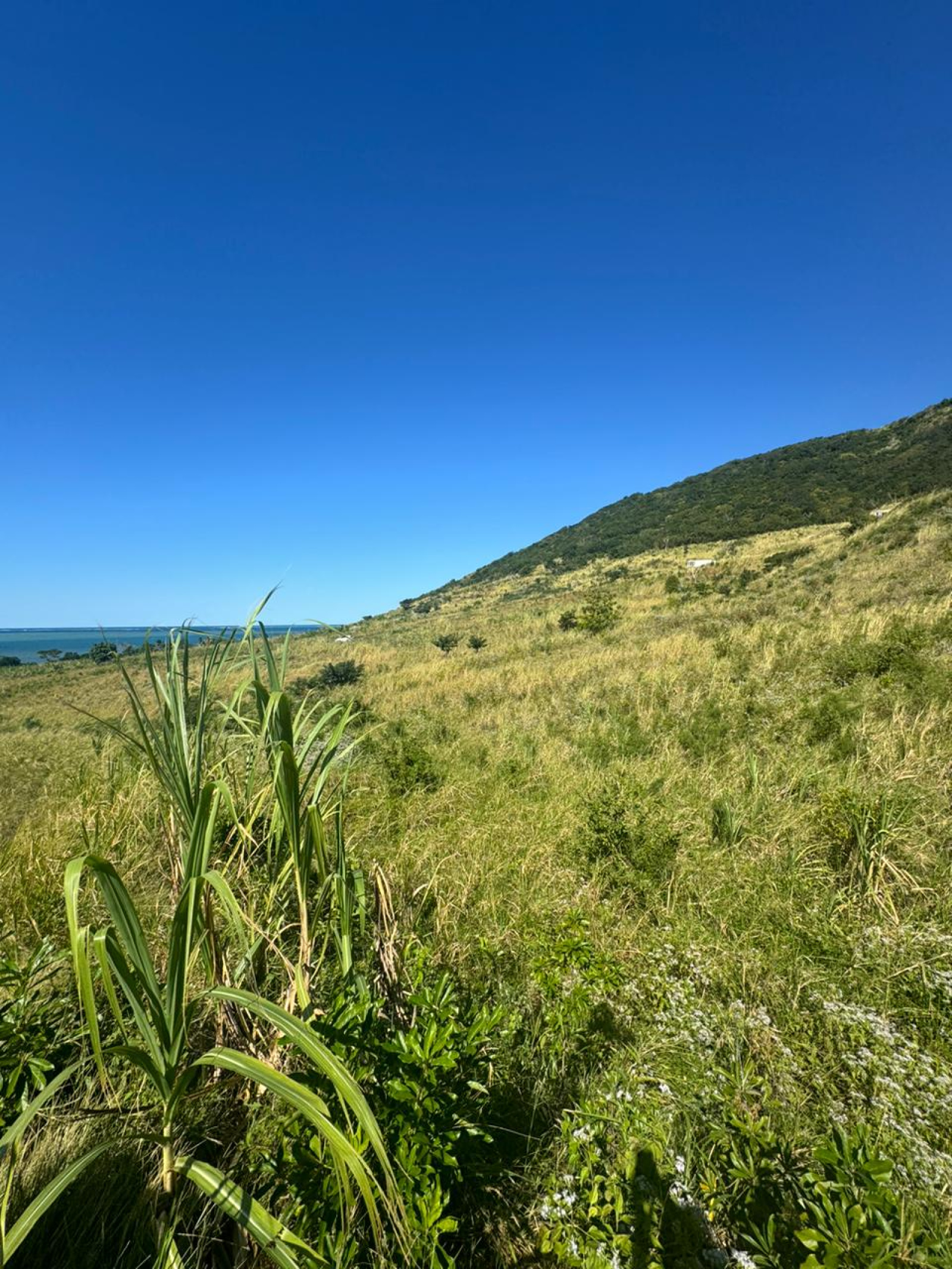 Image_, Terrain agricole, Quatre Soeurs, ref :2506025EG