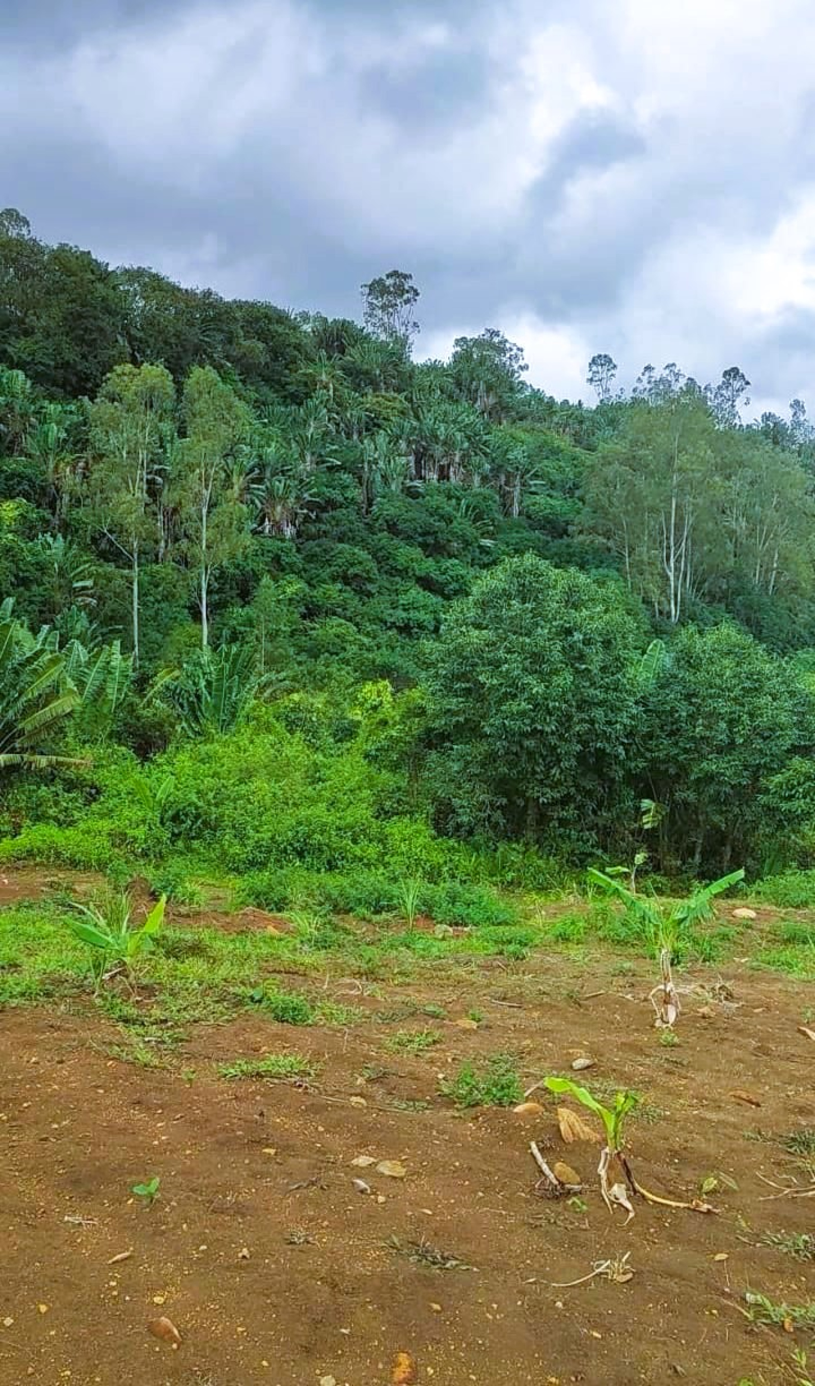 Image_, Terrain agricole, Sebastopol, ref :2510038EG