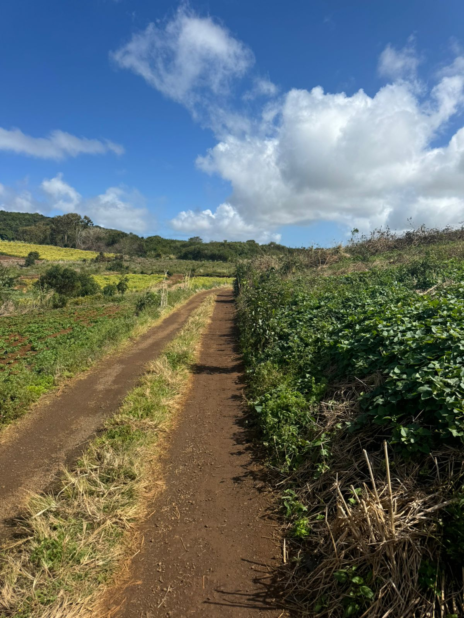 Image_, Terrain agricole, Congomah, ref :2507042EG