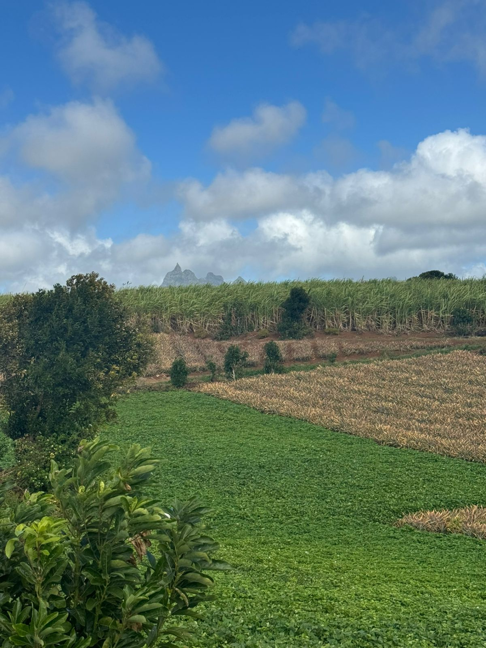 Image_, Terrain agricole, Congomah, ref :2507042EG