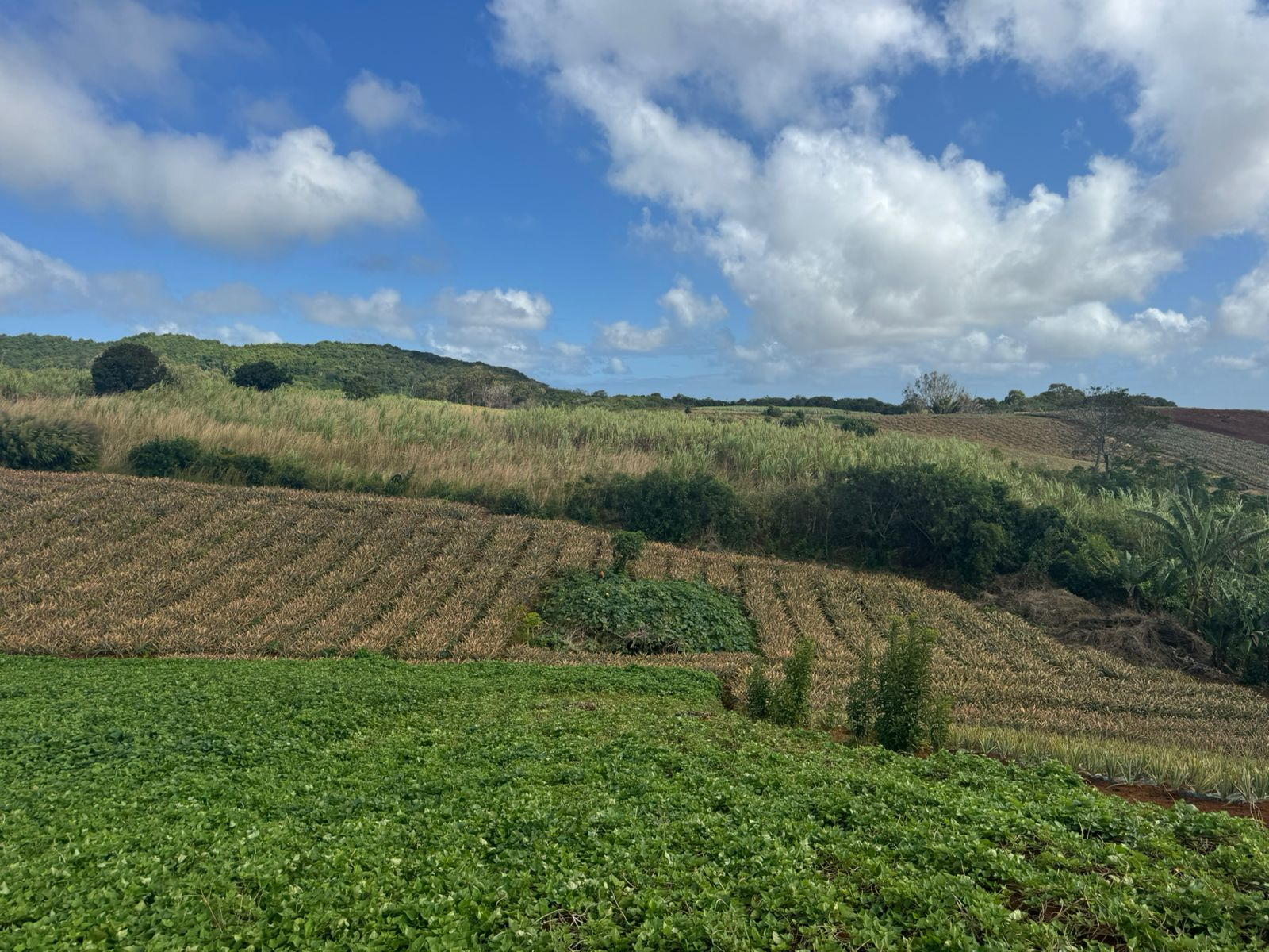 Image_, Terrain agricole, Congomah, ref :2507042EG