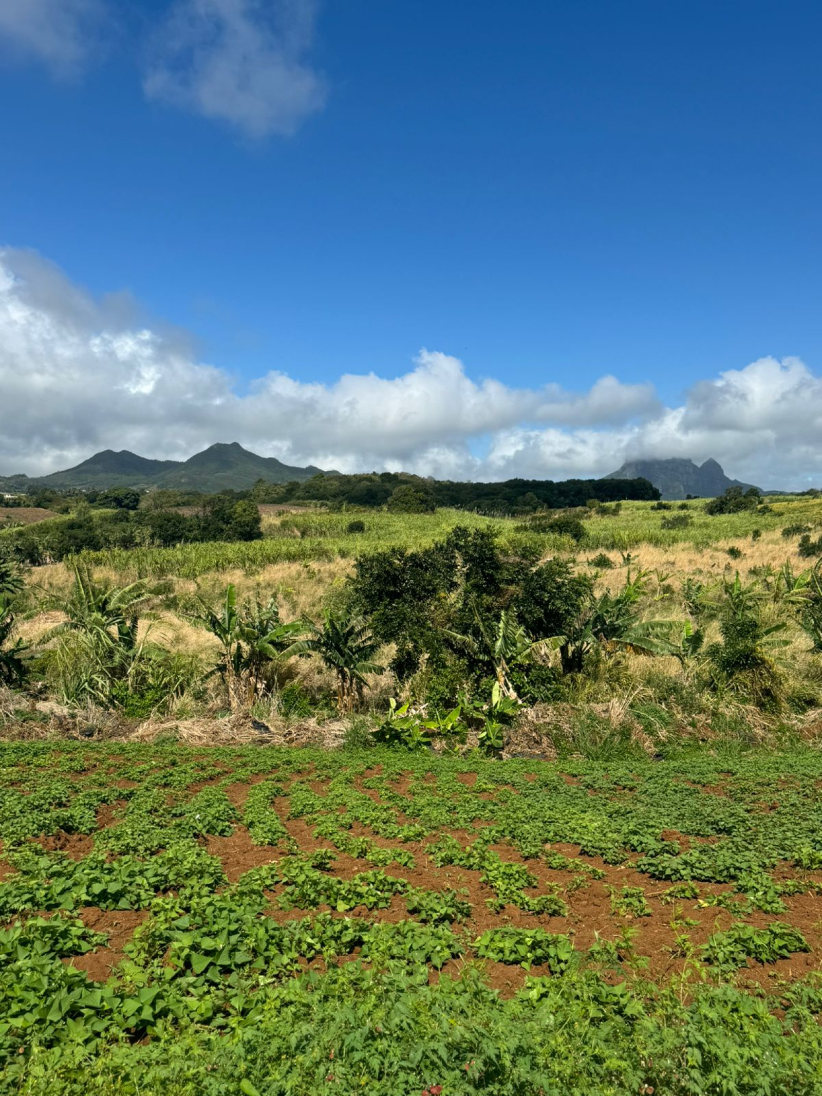 Image_, Terrain agricole, Congomah, ref :2507042EG