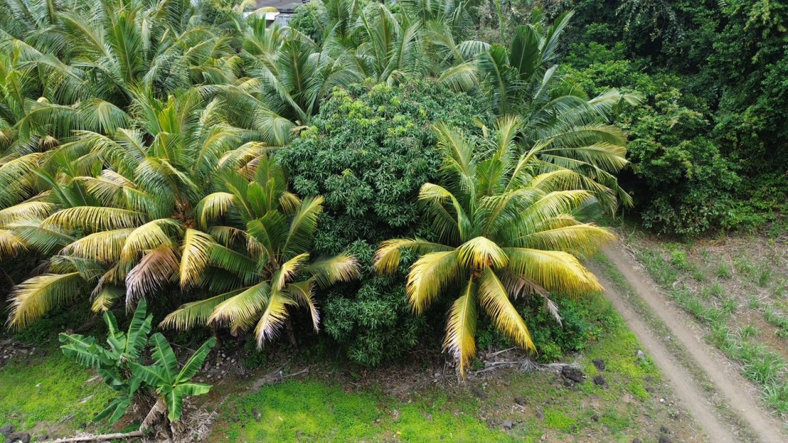 Image_, Terrain à batir, Clemencia, ref :2510020EGJM