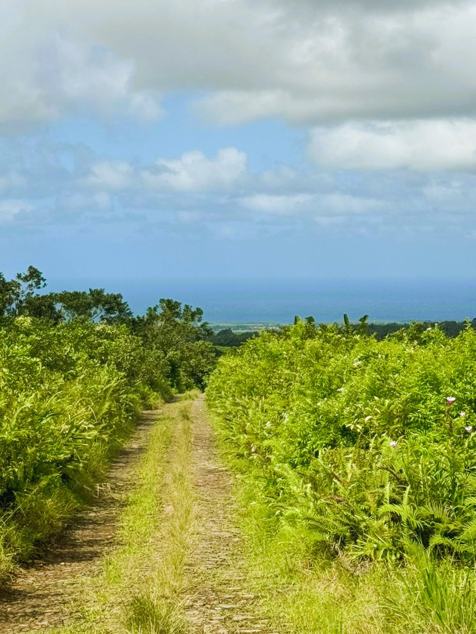 Image_, Terrain agricole, Bois Cheri, ref :2505044AEGJM