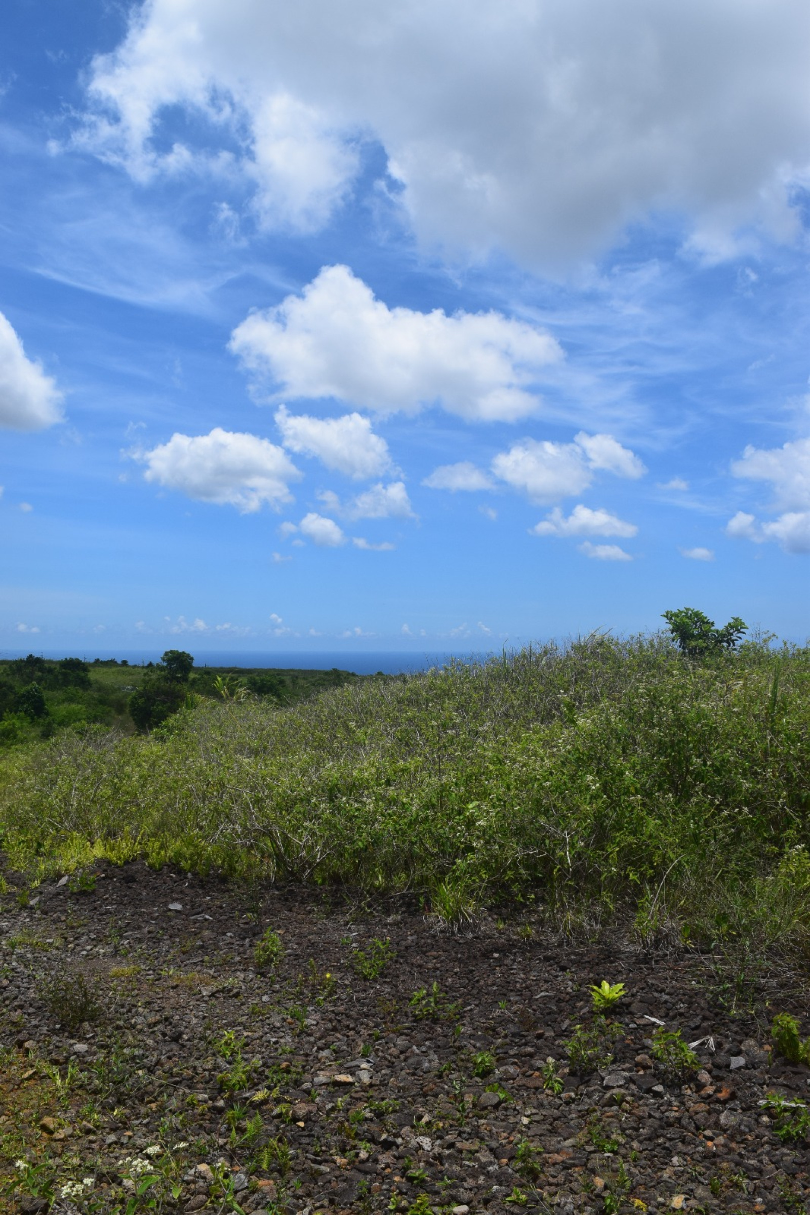 Image_, Terrain agricole, Bois Cheri, ref :2512003LS