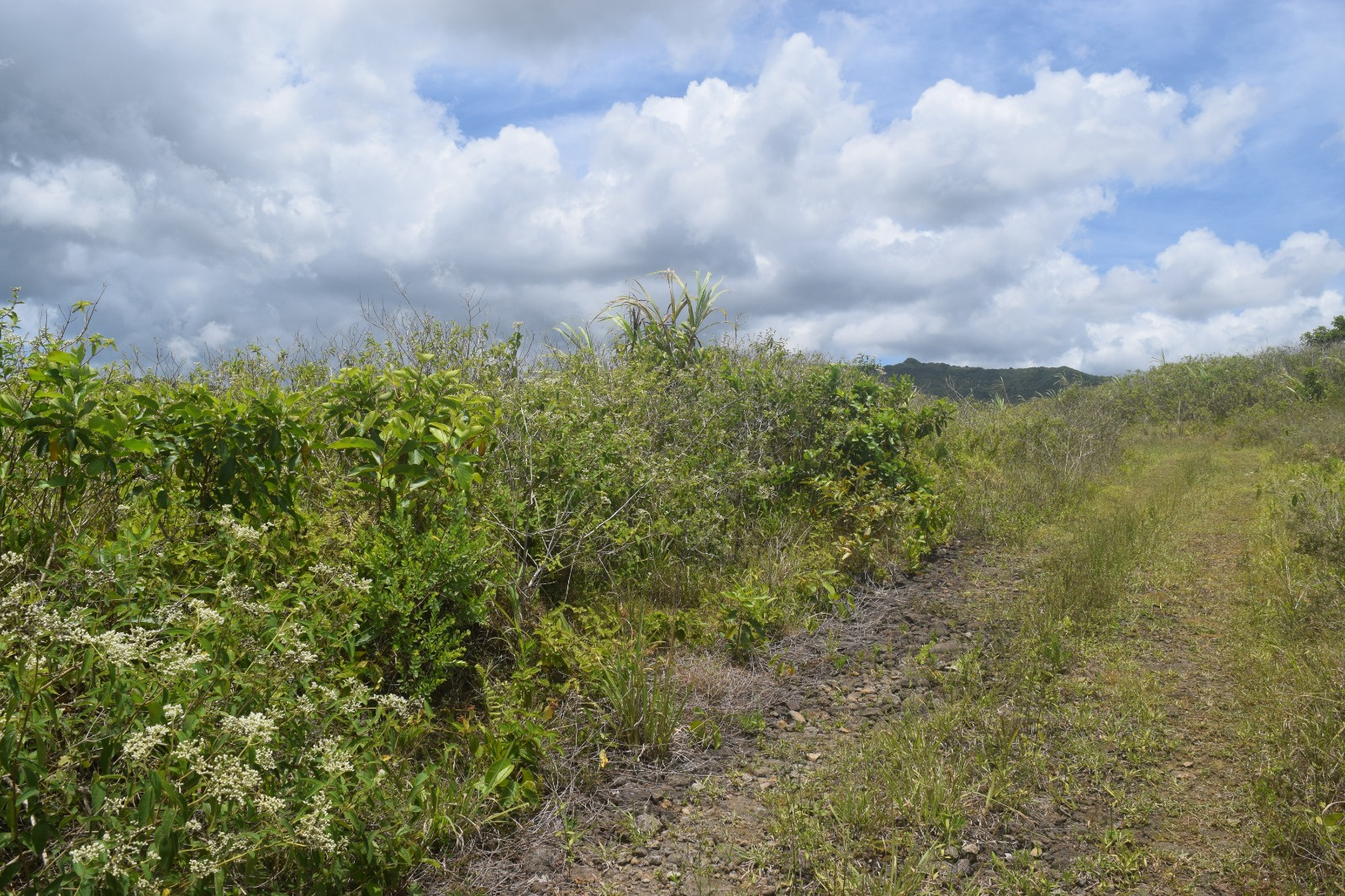 Image_, Terrain agricole, Bois Cheri, ref :2512003LS