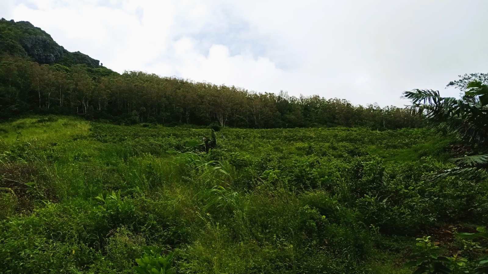 Image_, Terrain agricole, Quatre Soeurs, ref :2504031EG
