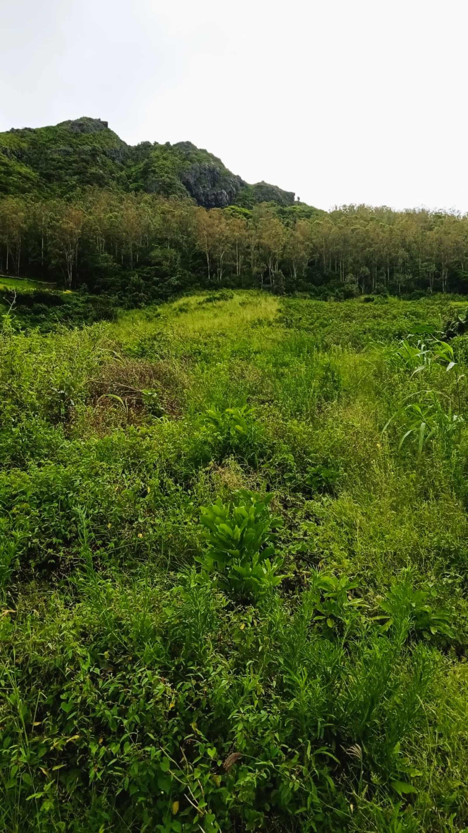 Image_, Terrain agricole, Quatre Soeurs, ref :2504031EG