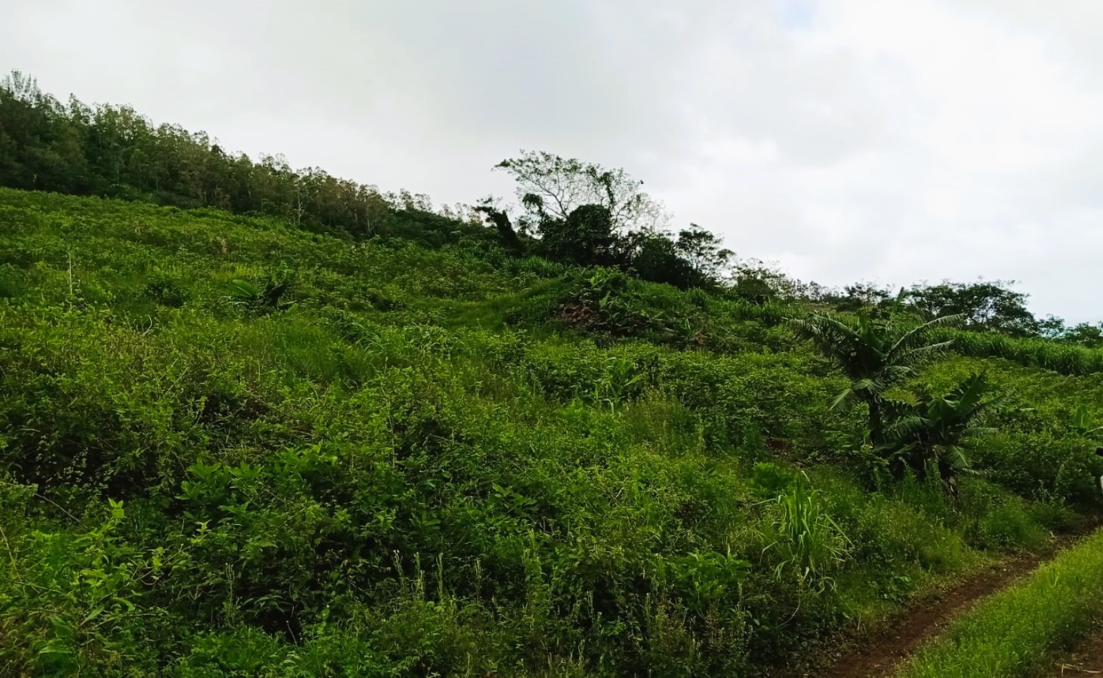 Image_, Terrain agricole, Quatre Soeurs, ref :2504031EG