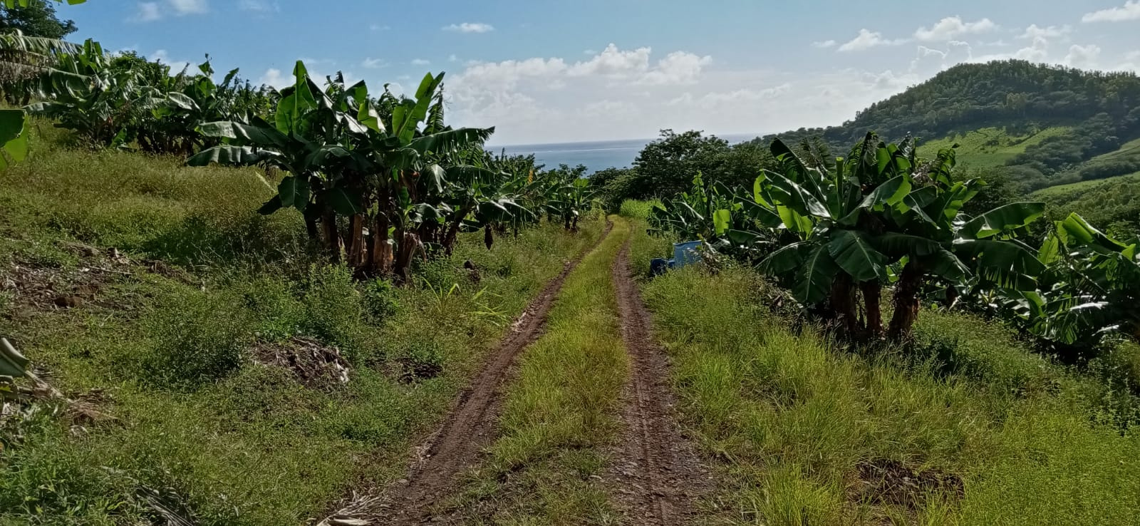 Image_, Terrain agricole, Quatre Soeurs, ref :2504031EG