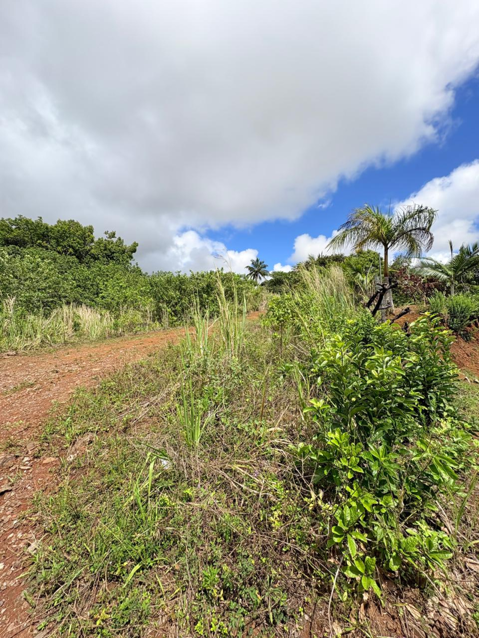 Image_, Terrain à batir, Brisee Verdiere, ref :2511014CROSF