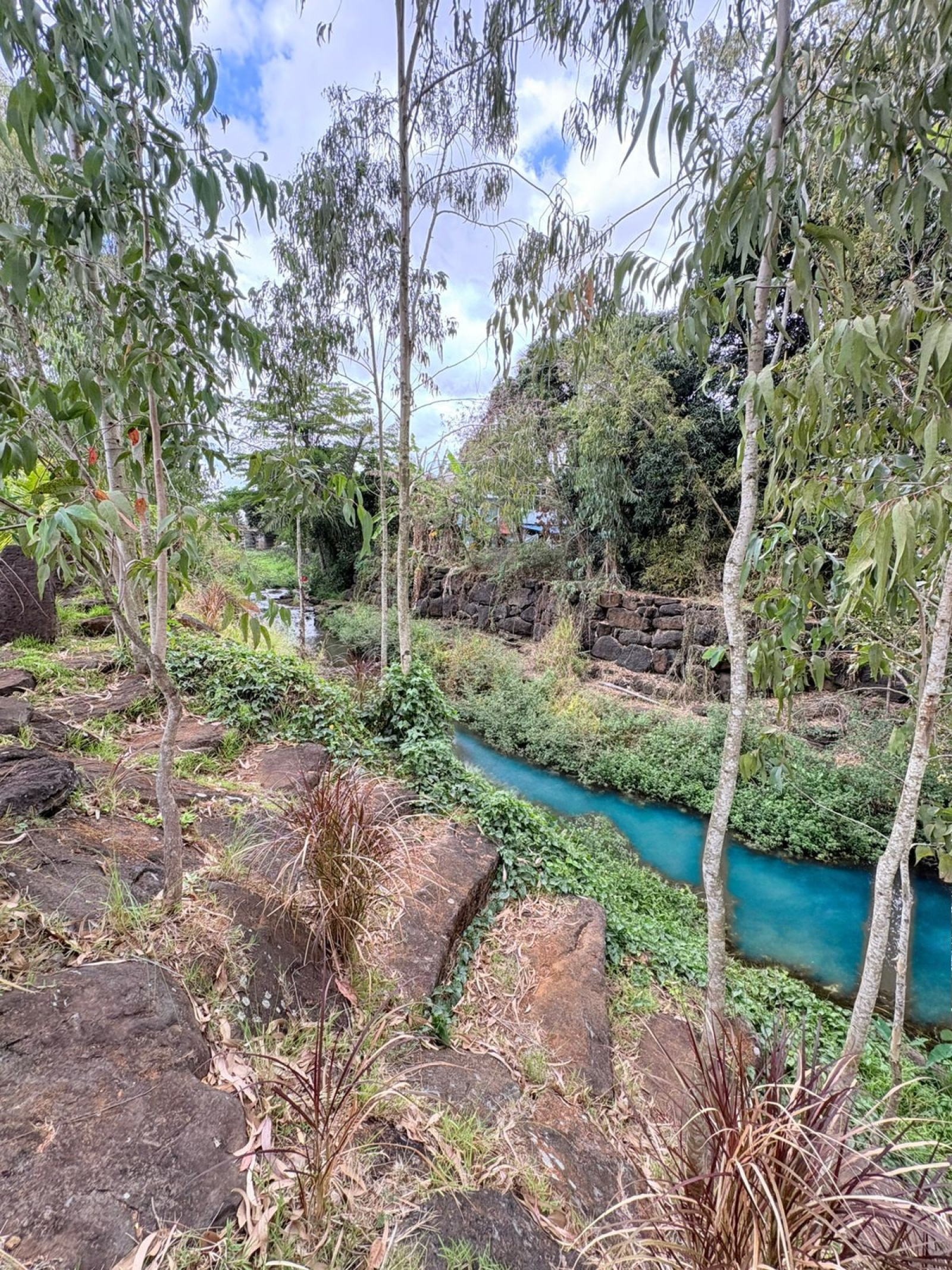 Image_, Maison, Pamplemousses, ref :2511001ASF