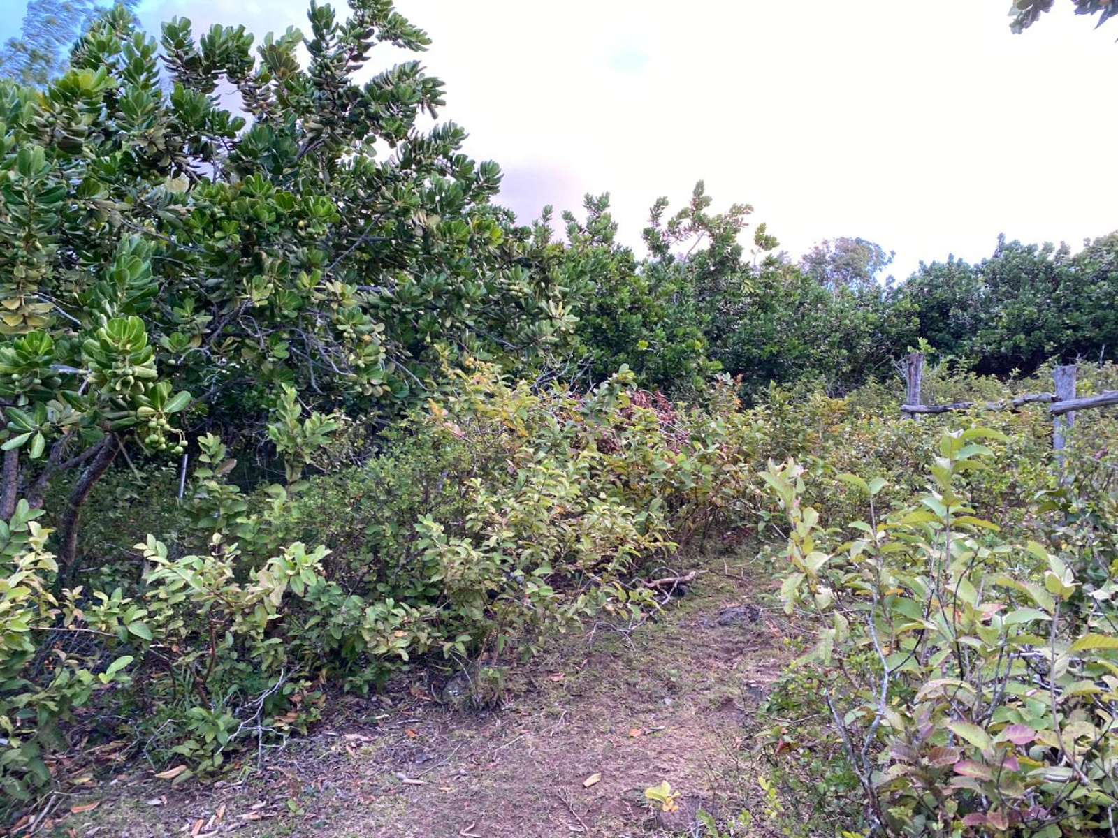 Image_, Terrain à batir, Rodrigues - Grand Montagne, ref :2508026BEG