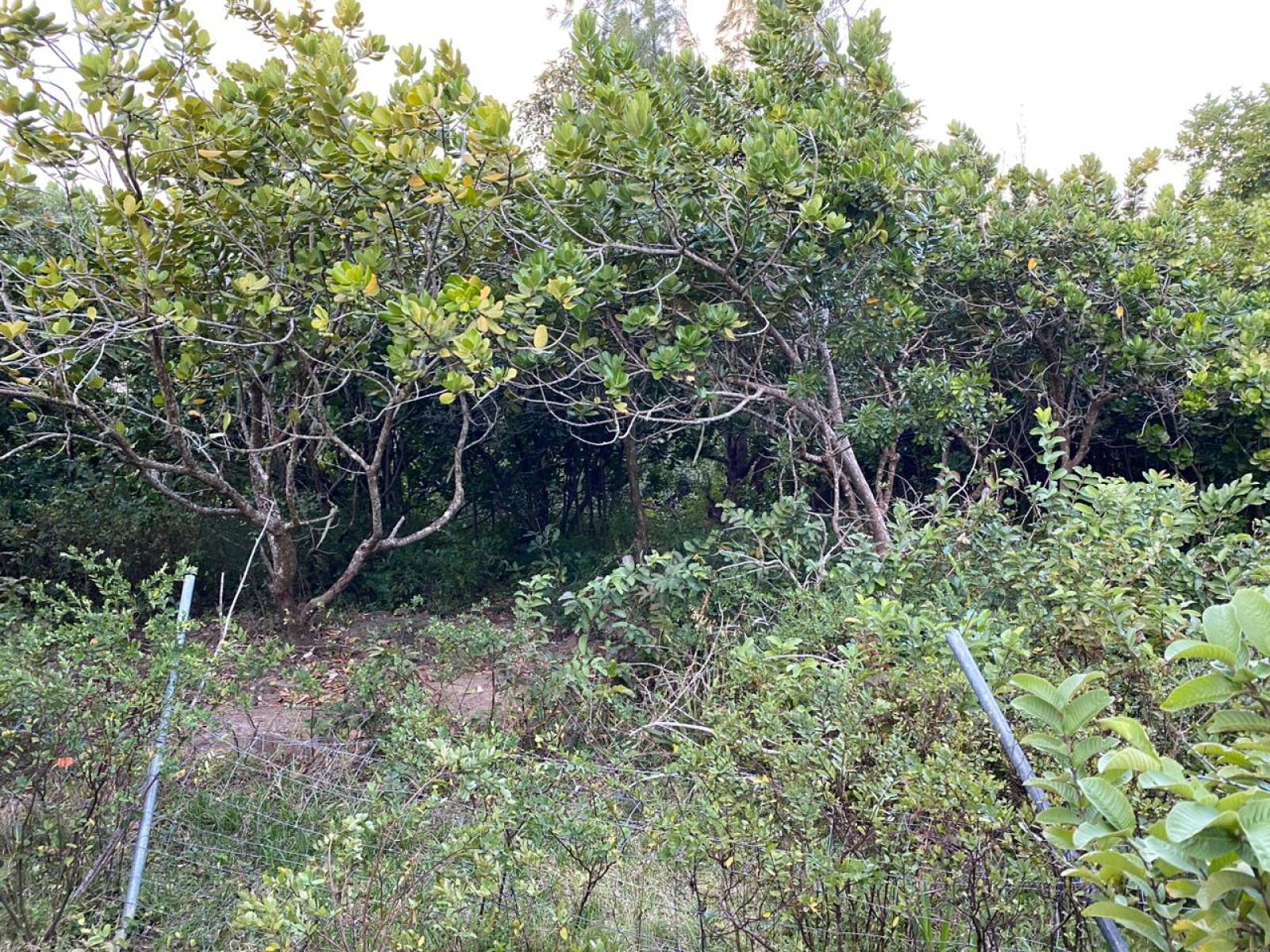 Image_, Terrain à batir, Rodrigues - Grand Montagne, ref :2508026BEG