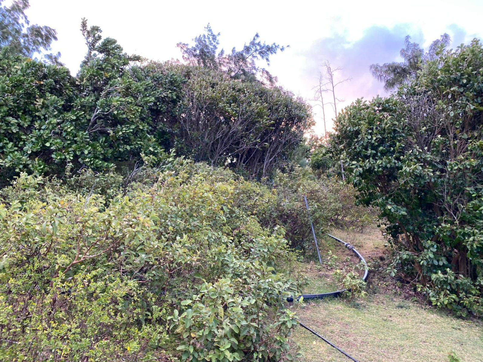 Image_, Terrain à batir, Rodrigues - Grand Montagne, ref :2508026BEG