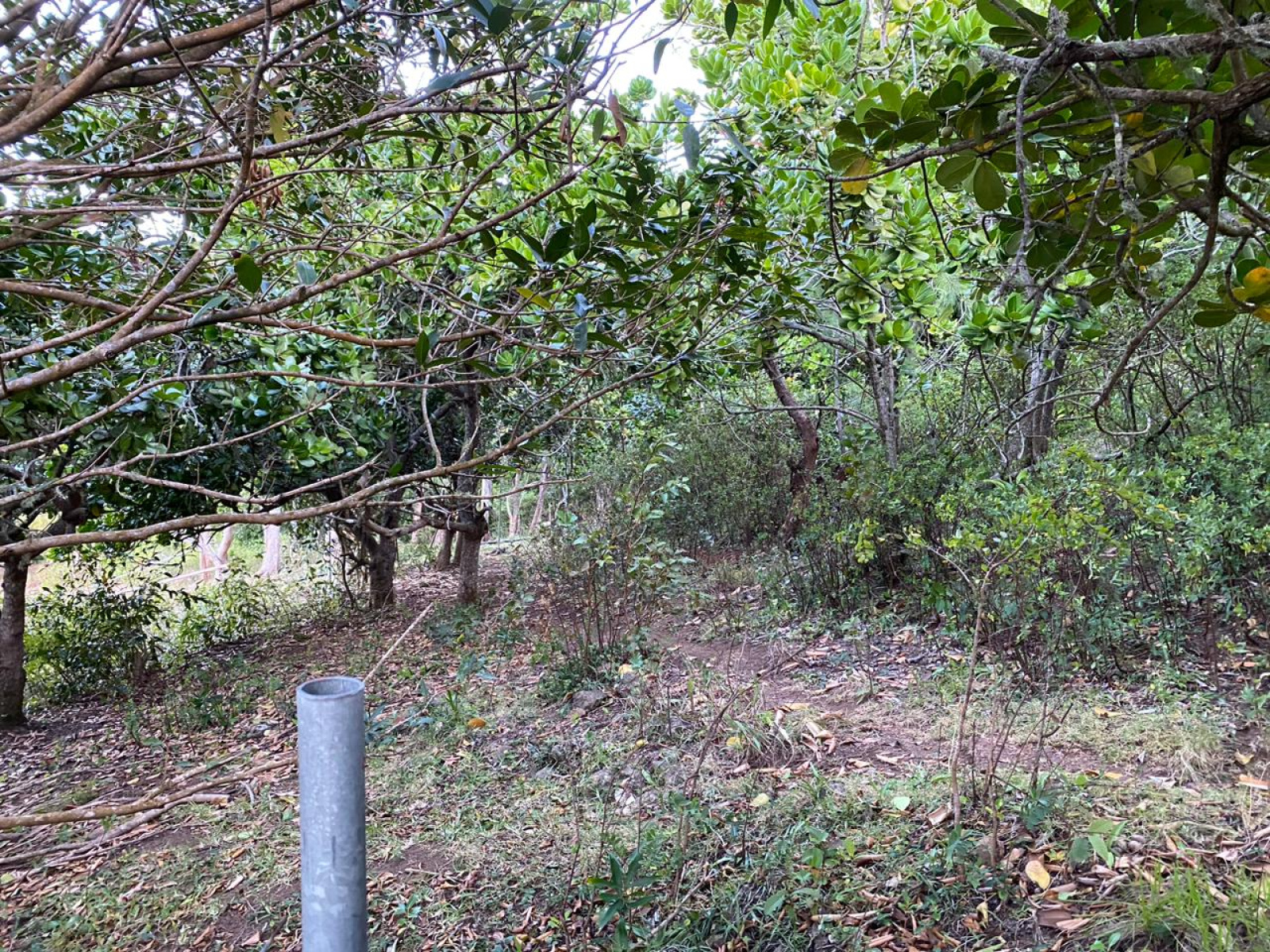 Image_, Terrain à batir, Rodrigues - Grand Montagne, ref :2508026BEG