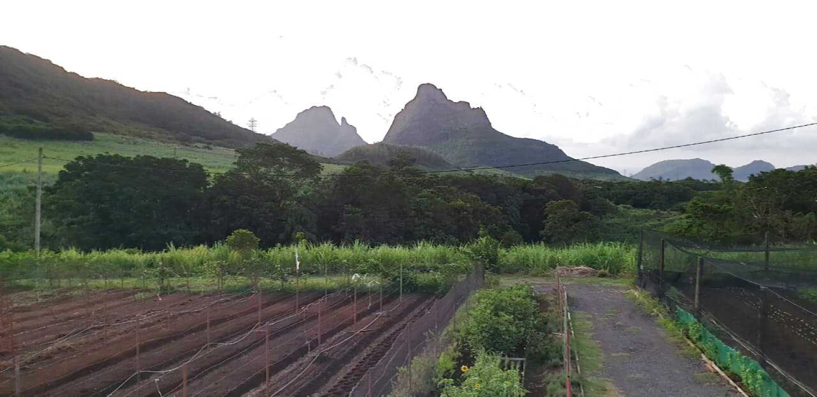 Image_, Terrain agricole, Vacoas / Floreal, ref :2504039EGNM