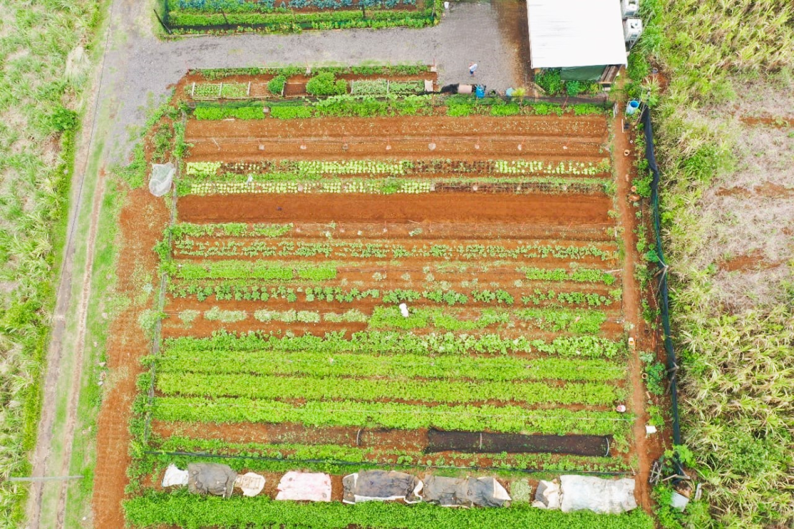 Image_, Terrain agricole, Vacoas / Floreal, ref :2504039EGNM