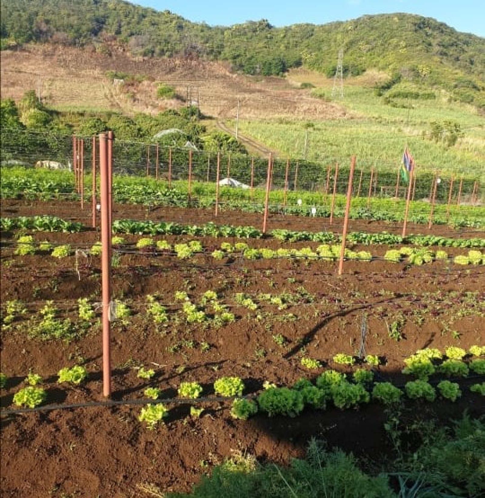 Image_, Terrain agricole, Vacoas / Floreal, ref :2504039EGNM