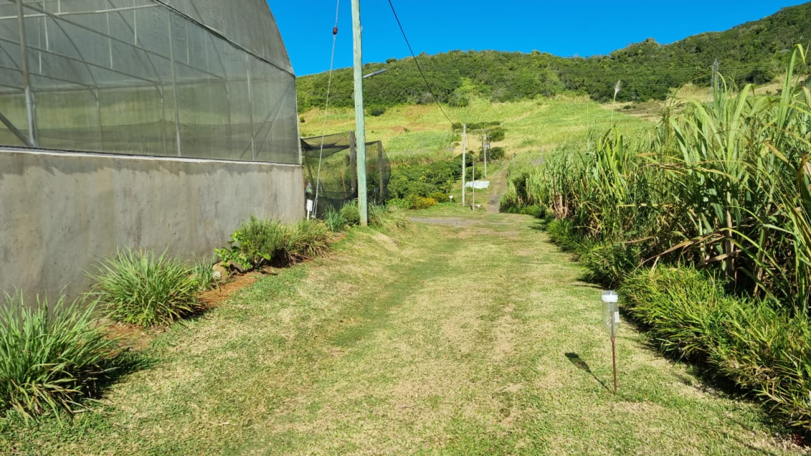 Image_, Terrain agricole, Vacoas / Floreal, ref :2504039EGNM
