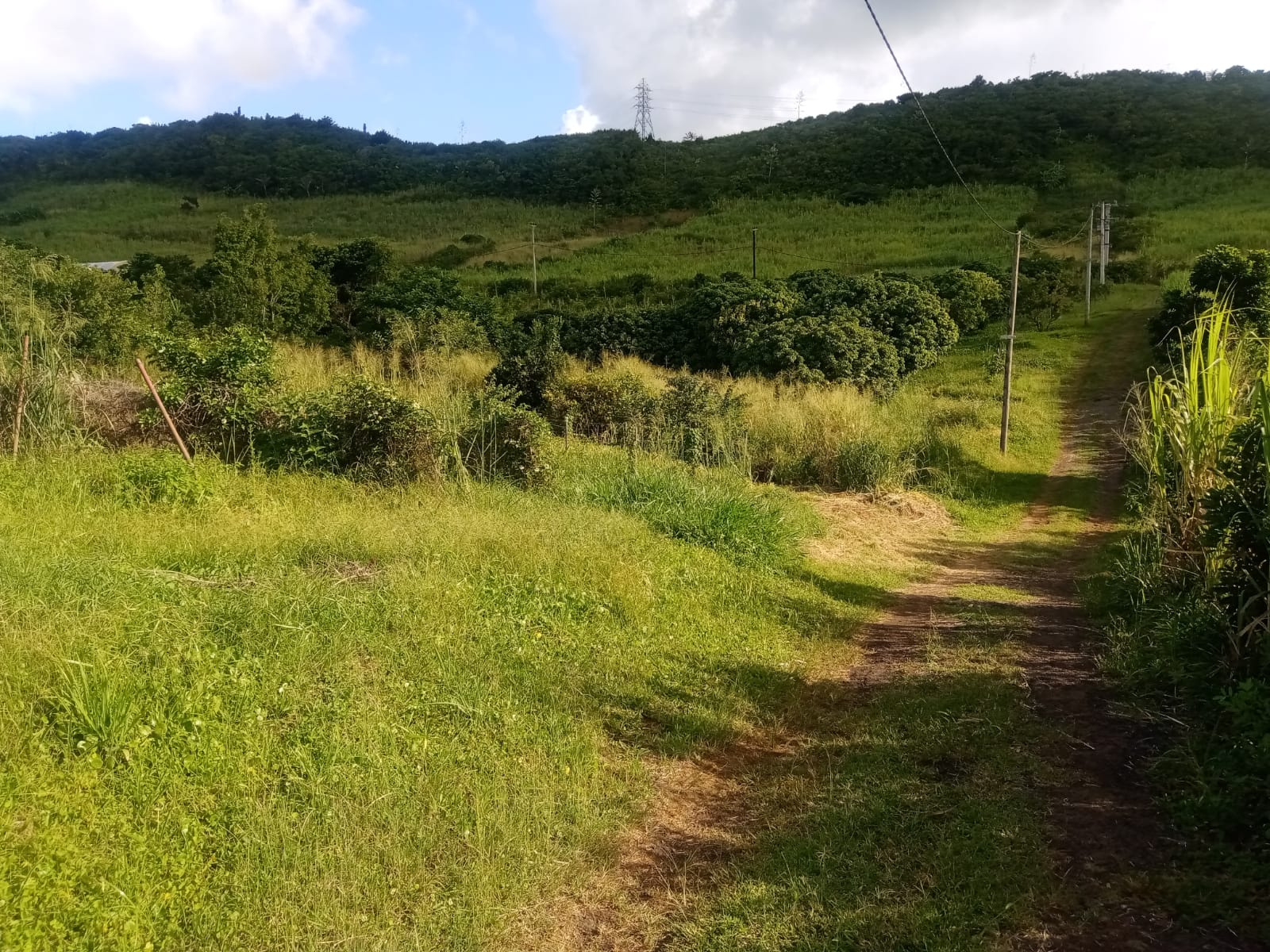 Image_, Terrain agricole, Vacoas / Floreal, ref :2504039EGNM