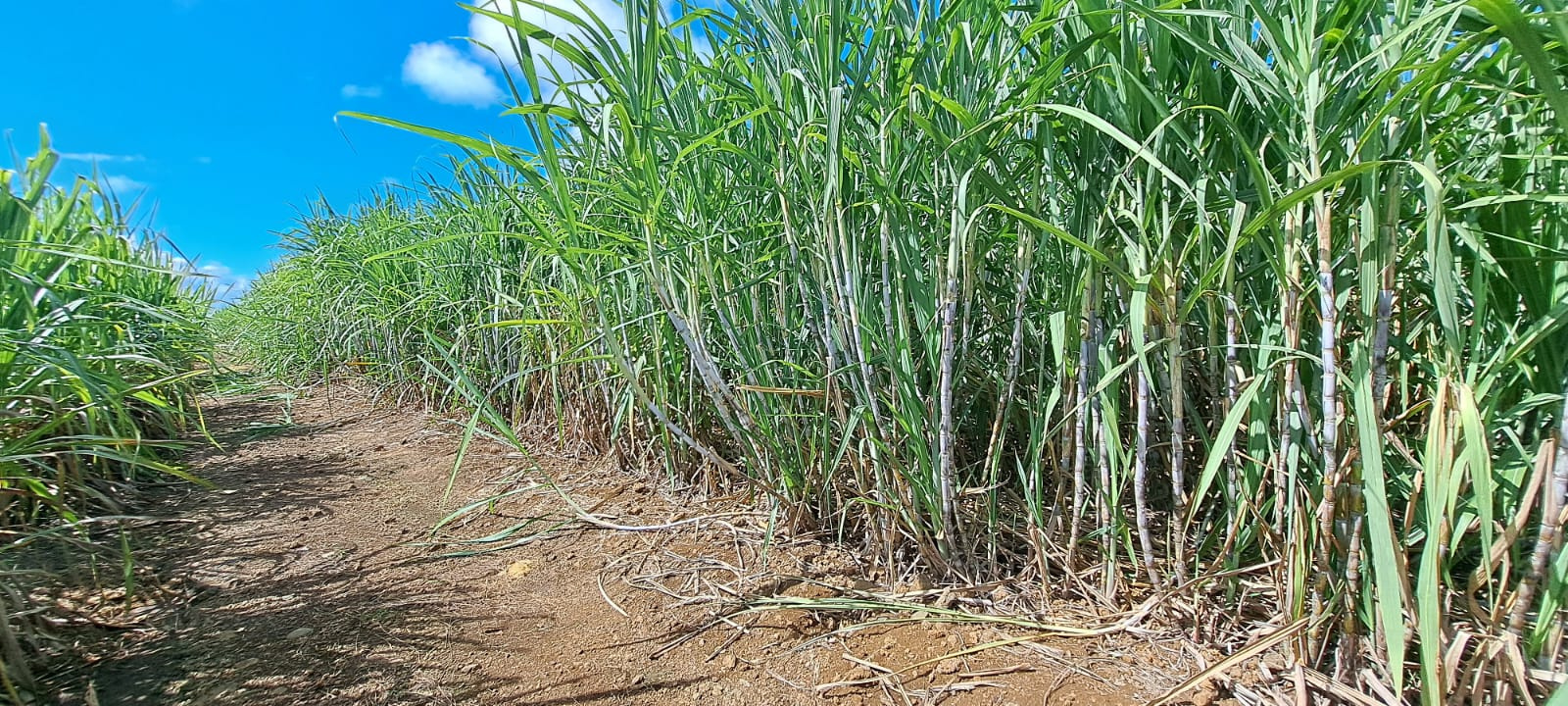 Image_, Terrain agricole, Mapou, ref :2505006EGJM
