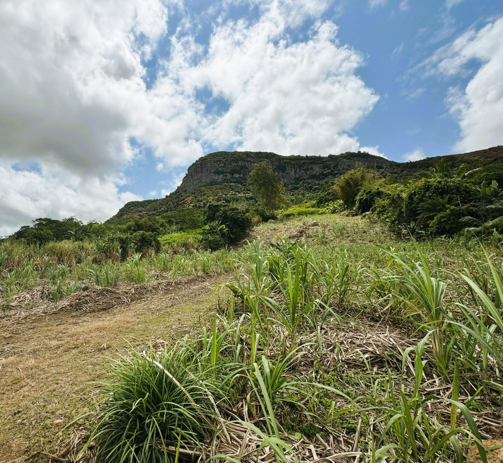 Image_, Terrain agricole, Montagne Blanche, ref :2509046EG