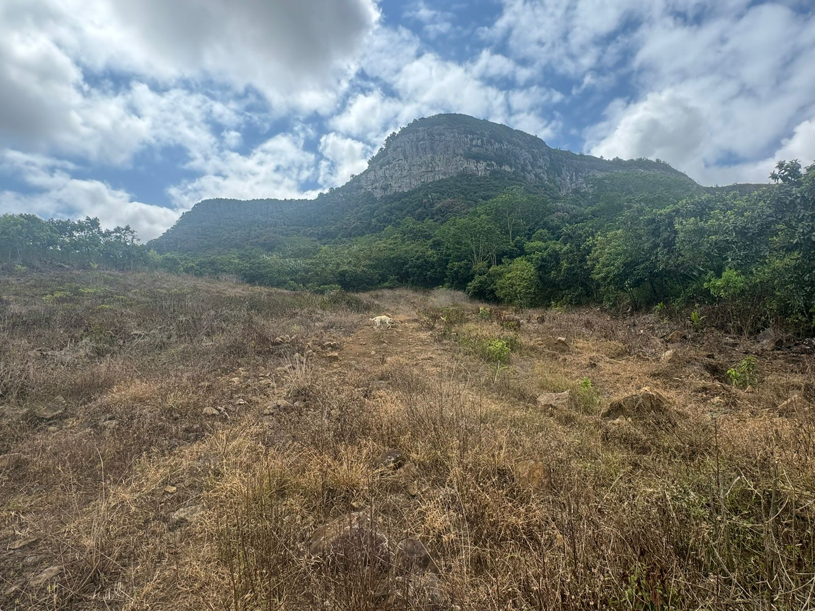 Image_, Terrain agricole, Montagne Blanche, ref :2509046EG