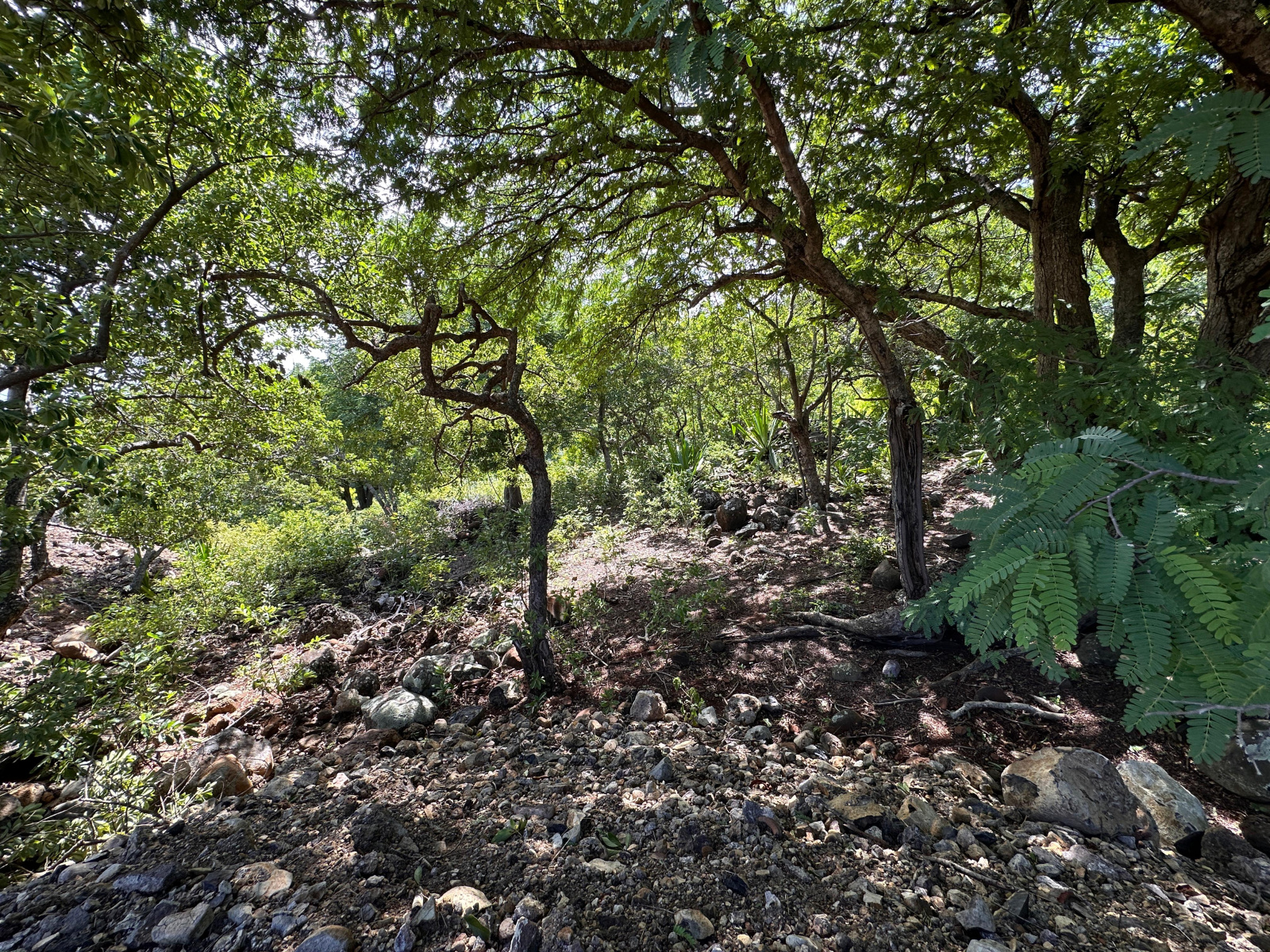 Image_, Terrain à batir, Black River, ref :2505047JSNL