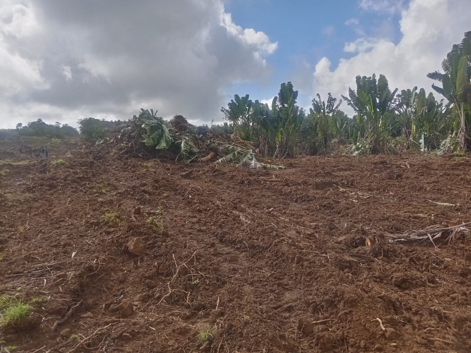Image_, Terrain agricole, Nouvelle France, ref :2505016EGNM