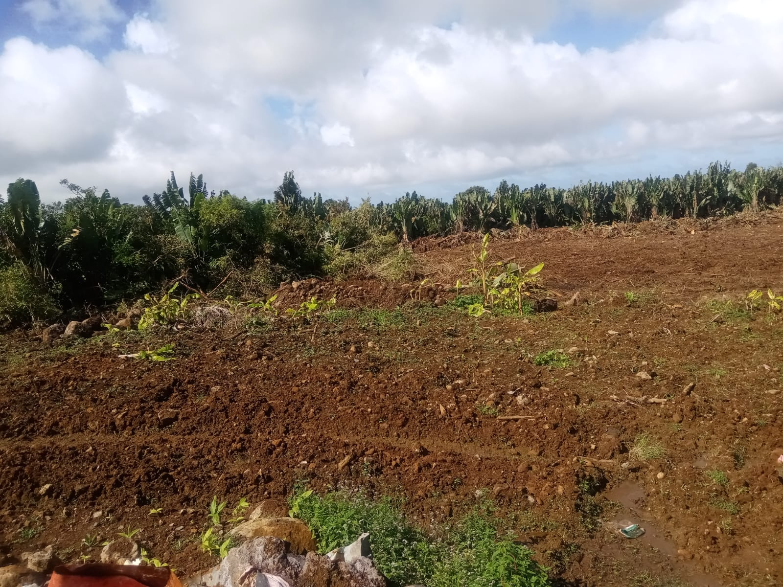Image_, Terrain agricole, Nouvelle France, ref :2505016EGNM