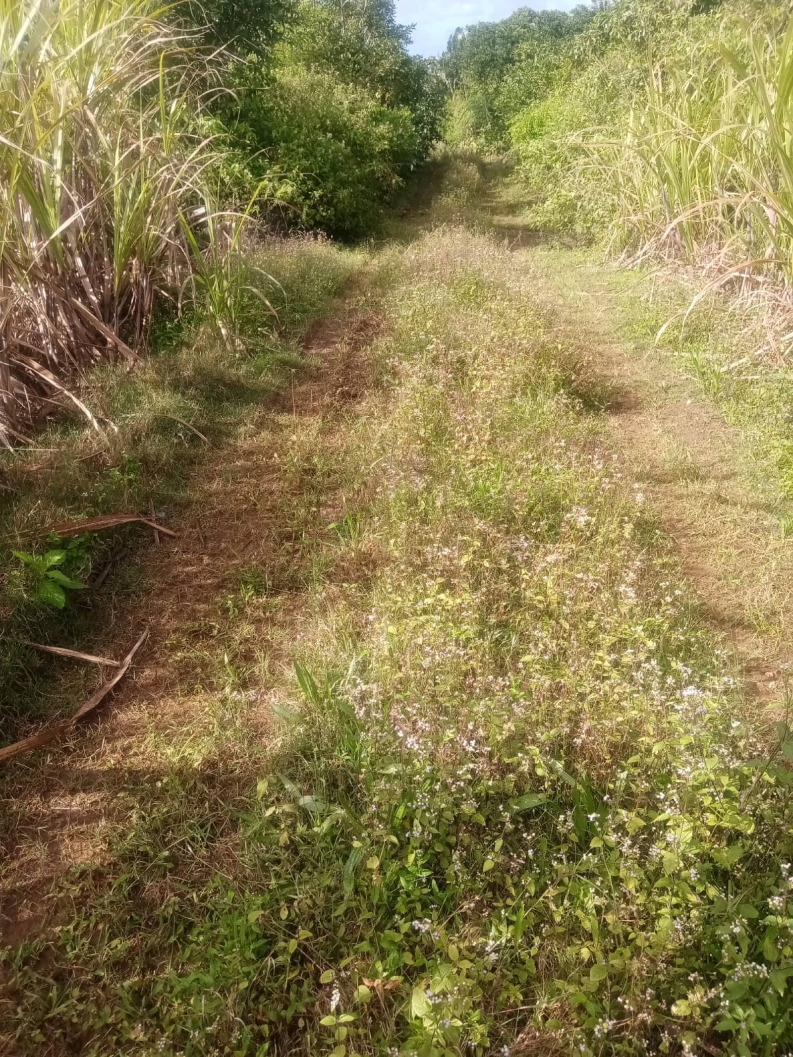 Image_, Terrain agricole, Nouvelle France, ref :2505016EGNM