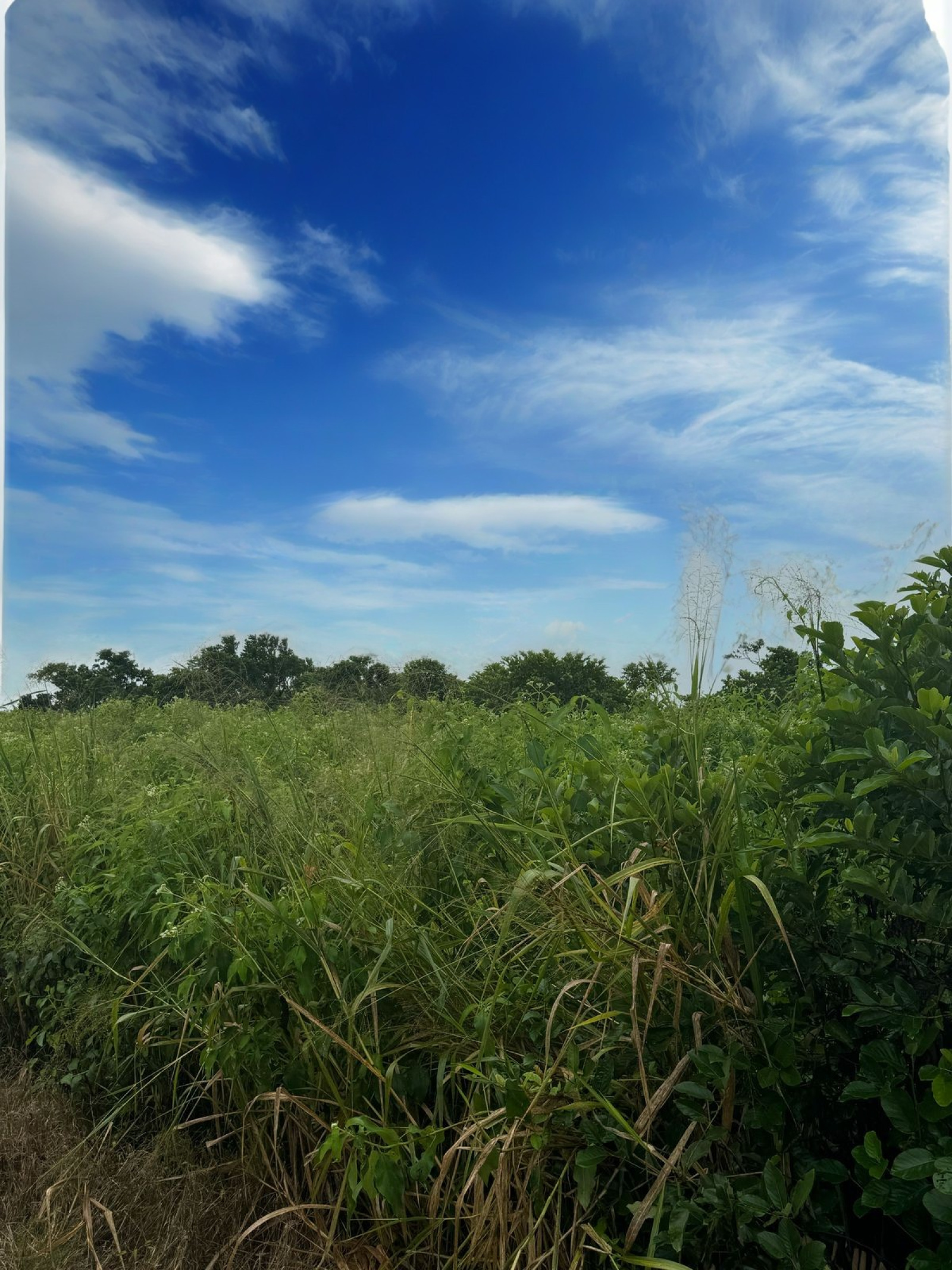 Image_, Terrain agricole, Melrose, ref :2504050EG