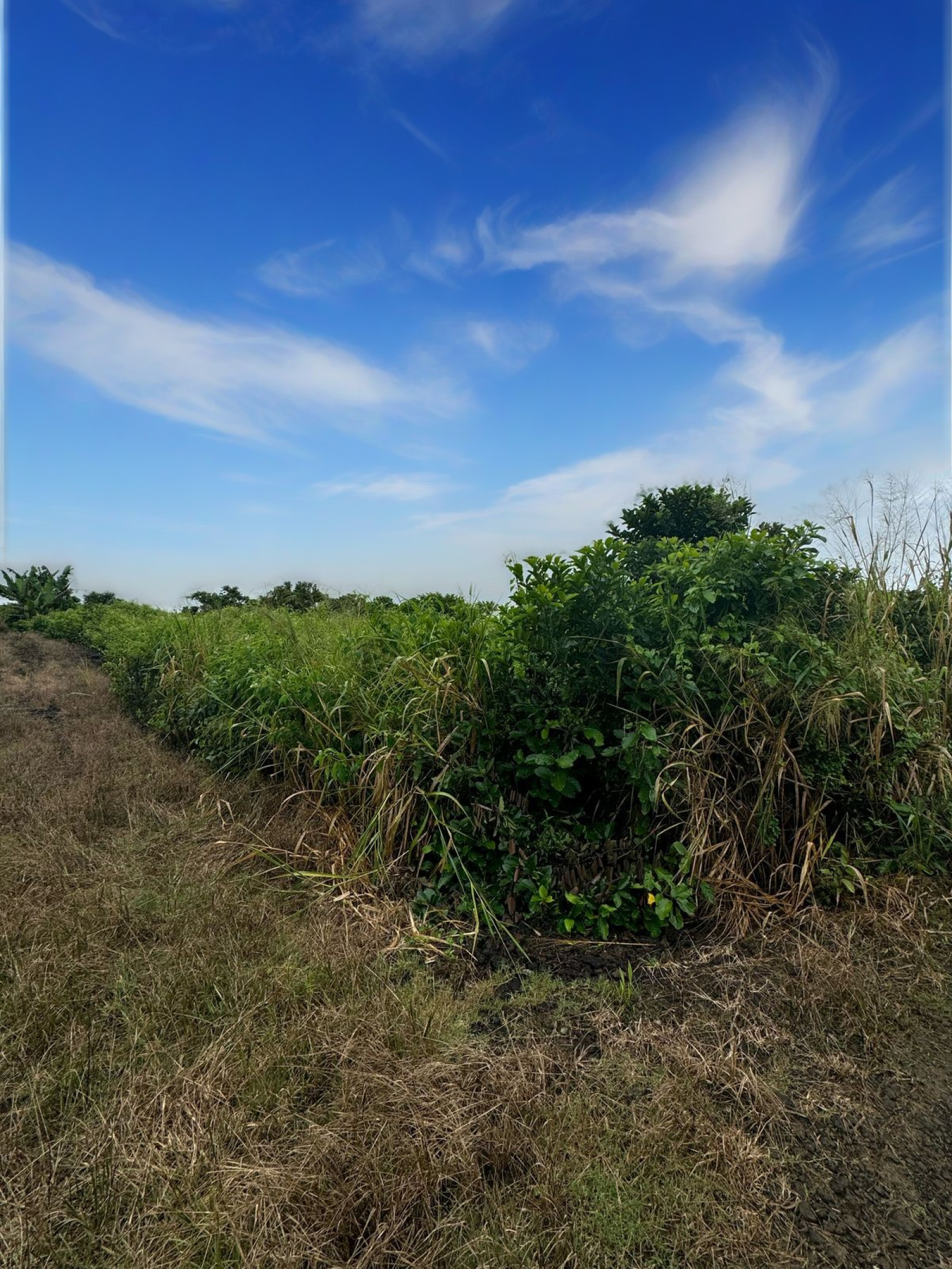 Image_, Terrain agricole, Melrose, ref :2504050EG