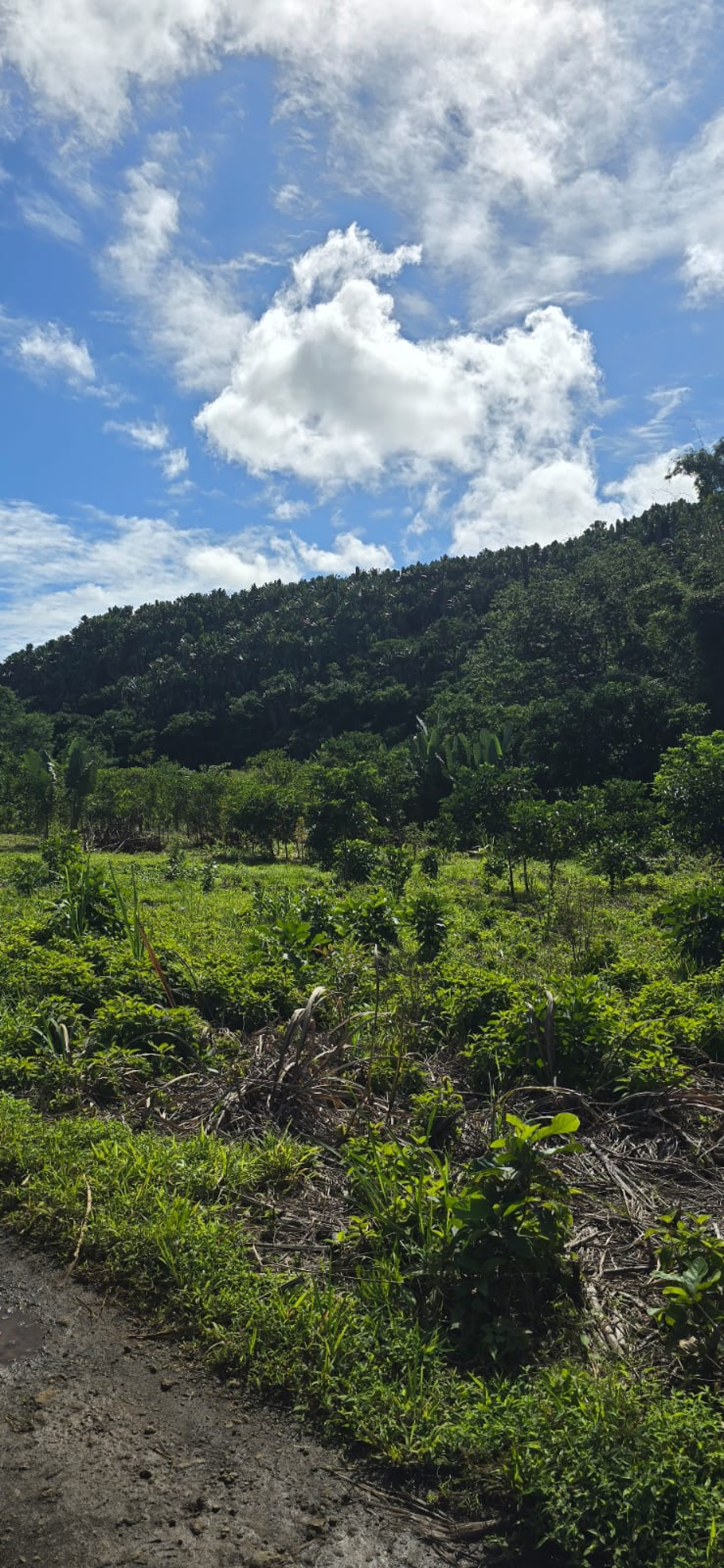 Image_, Terrain agricole, St Hubert, ref :2506047EG