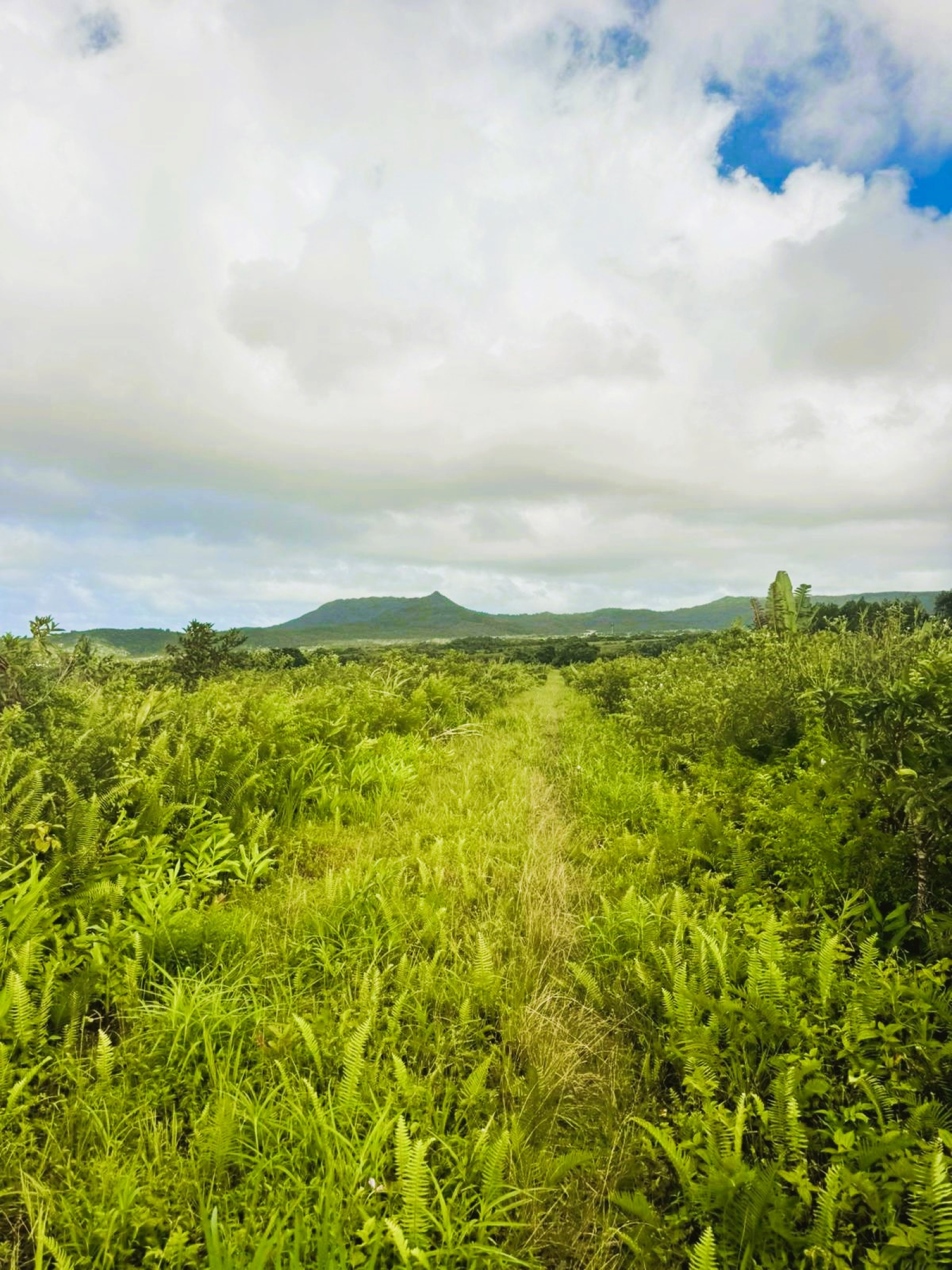 Image_, Terrain agricole, Bois Cheri, ref :2505044BEGJM