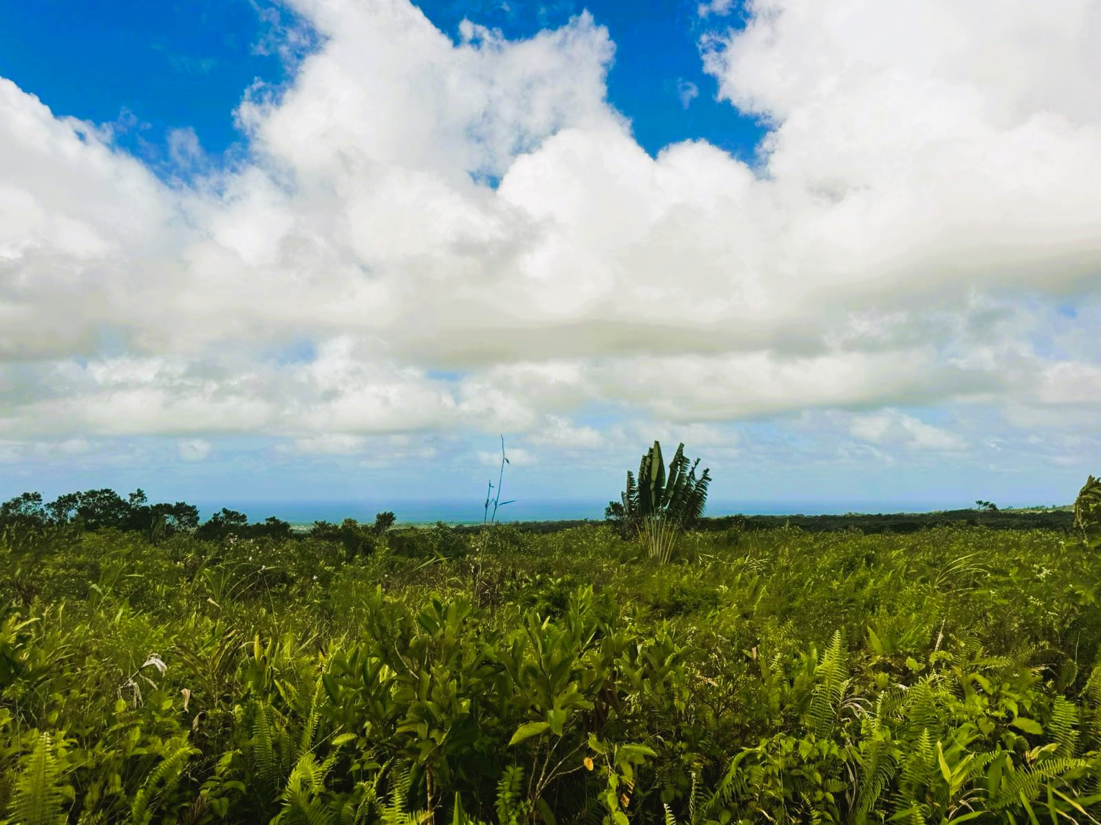 Image_, Terrain agricole, Bois Cheri, ref :2505044BEGJM