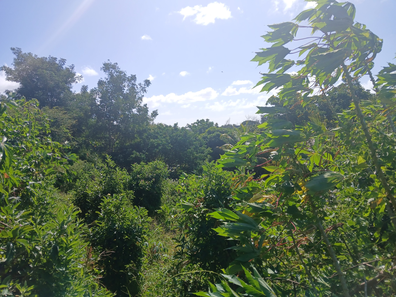 Image_, Terrain agricole, Terre Rouge, ref :2506060SV 