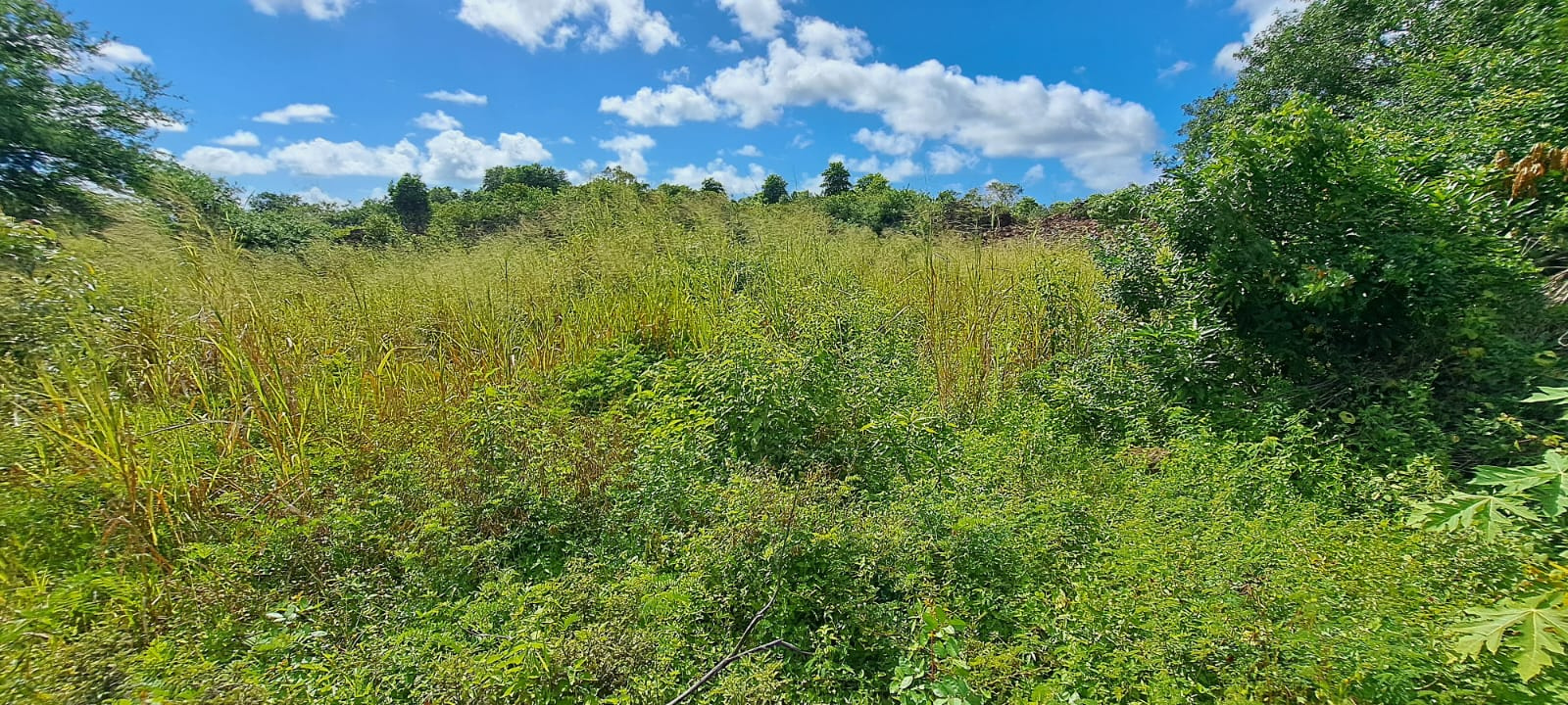 Image_, Terrain agricole, Quartier Militaire, ref :2505007EGJM
