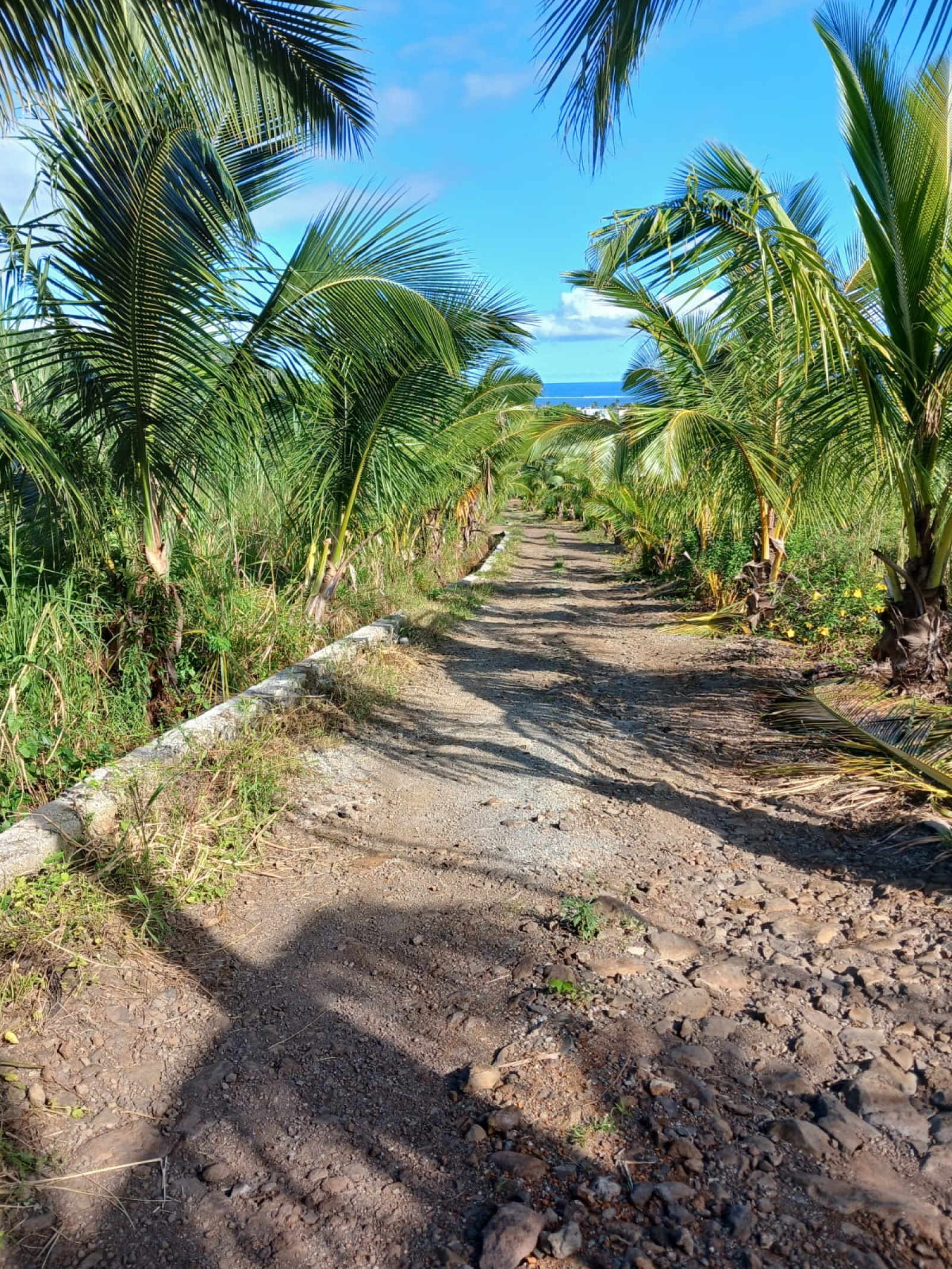 Image_, Terrain agricole, Baie Du Cap, ref :2509045EGNM