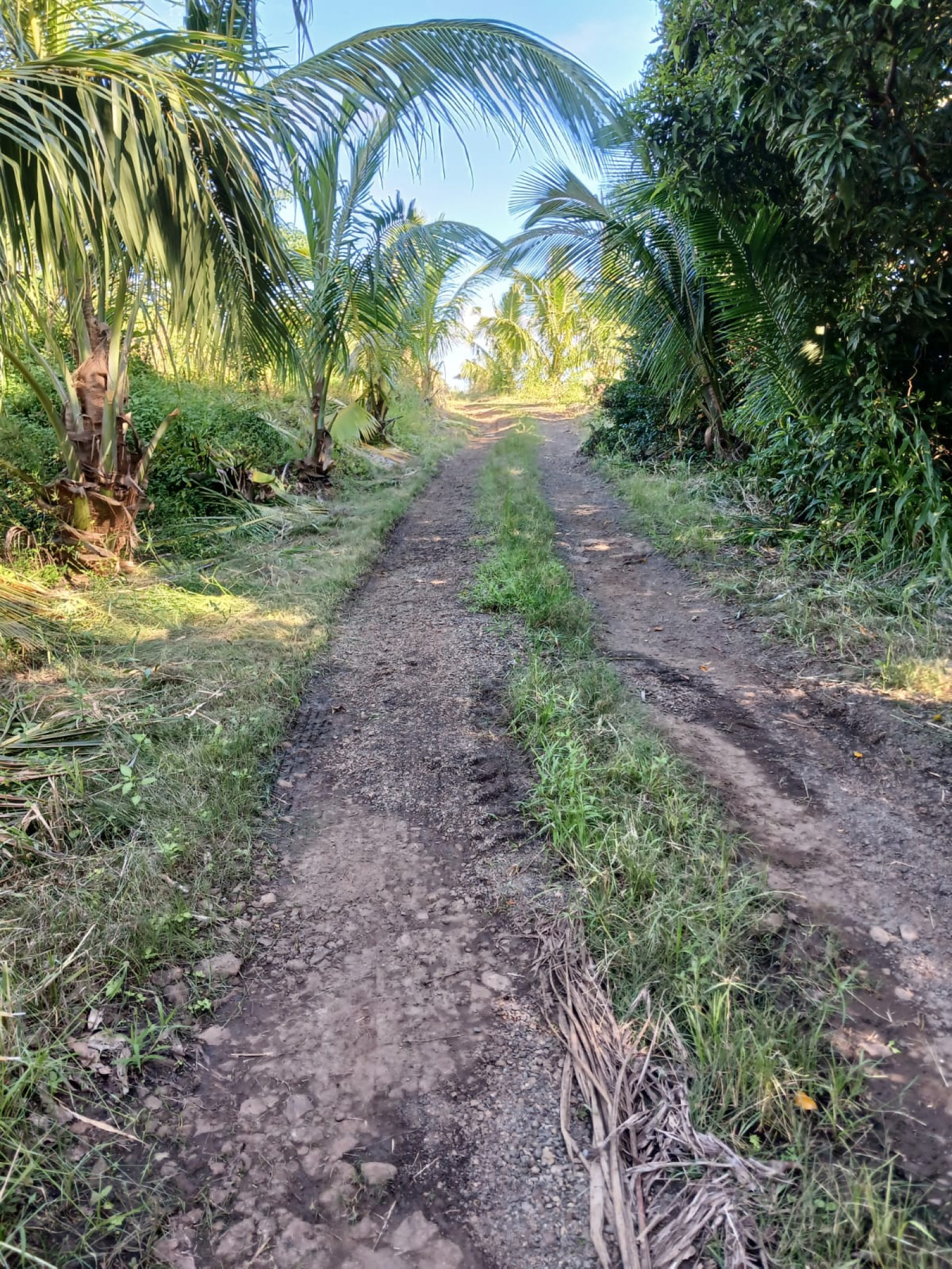 Image_, Terrain agricole, Baie Du Cap, ref :2509045EGNM