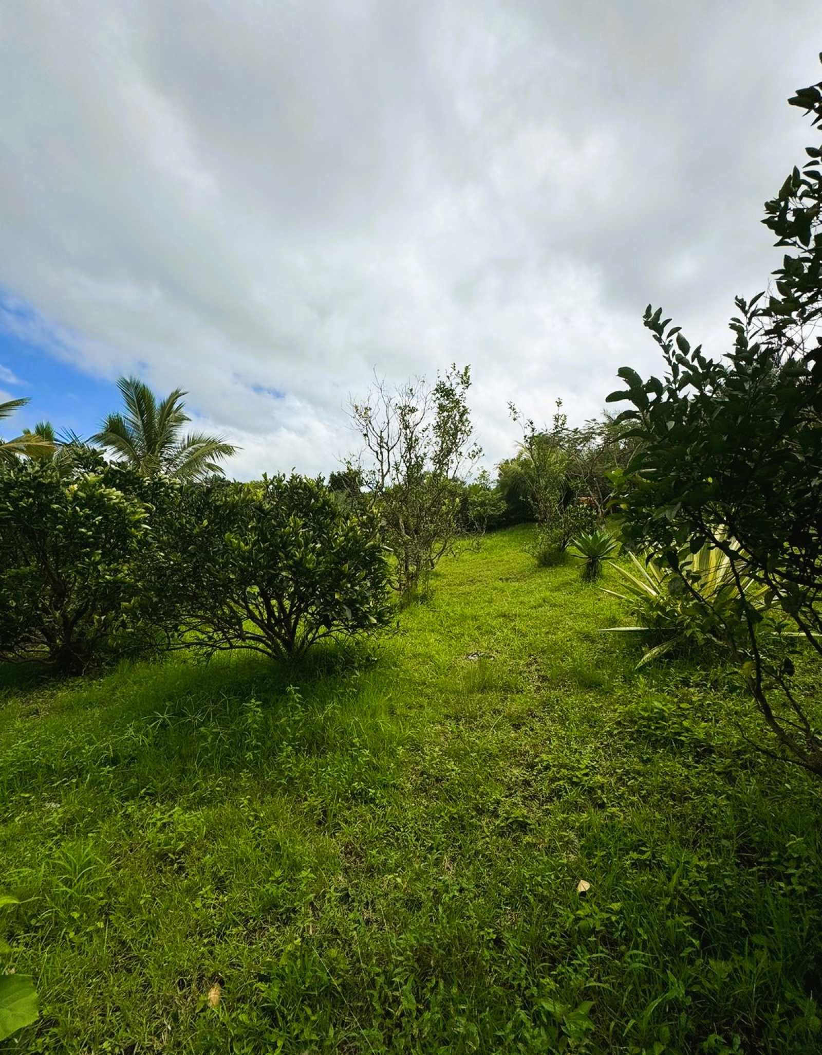Image_, Terrain agricole, Nouvelle France, ref :2505005EG