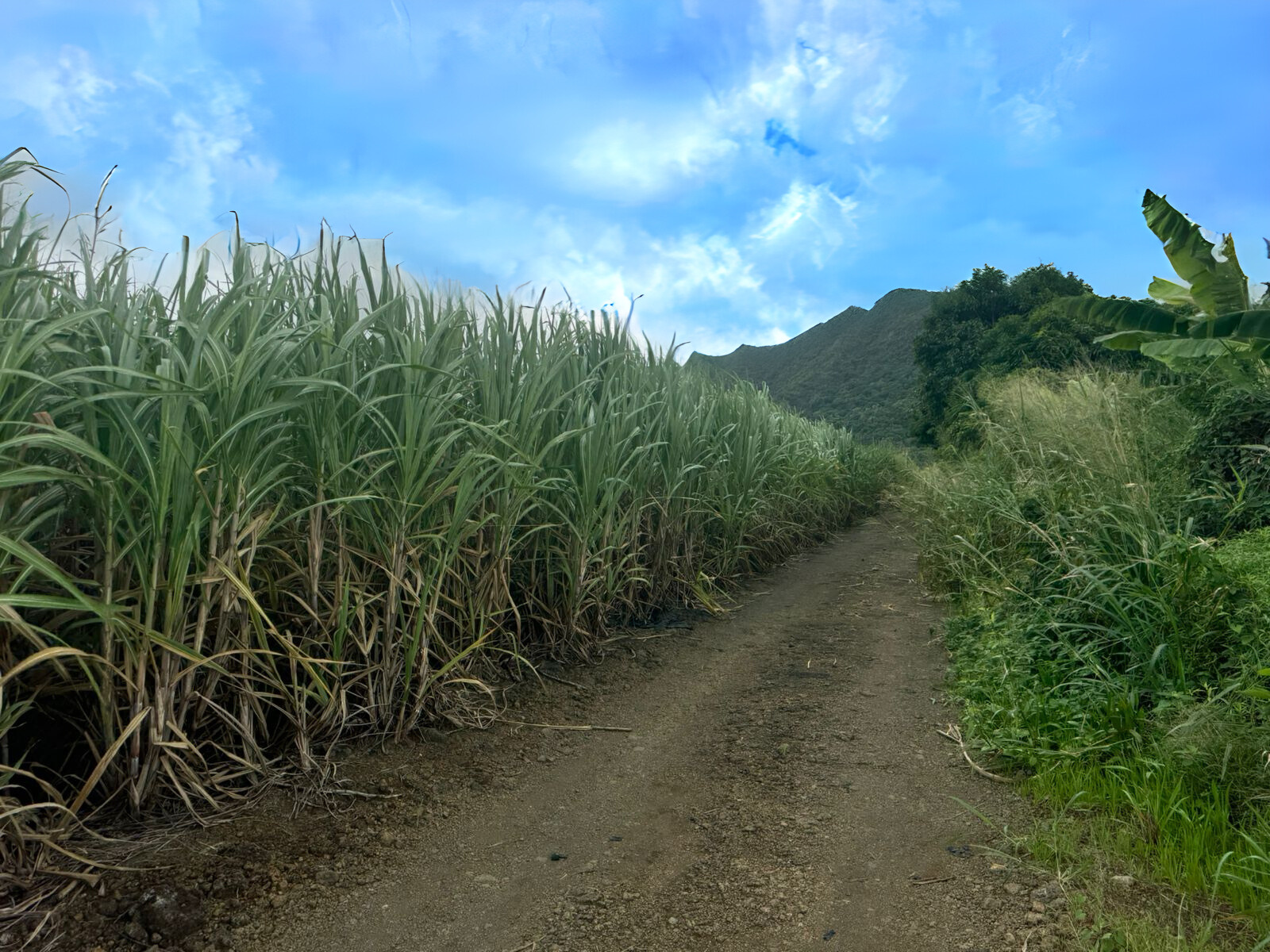 Image_, Terrain agricole, Clemencia, ref :2505035EG