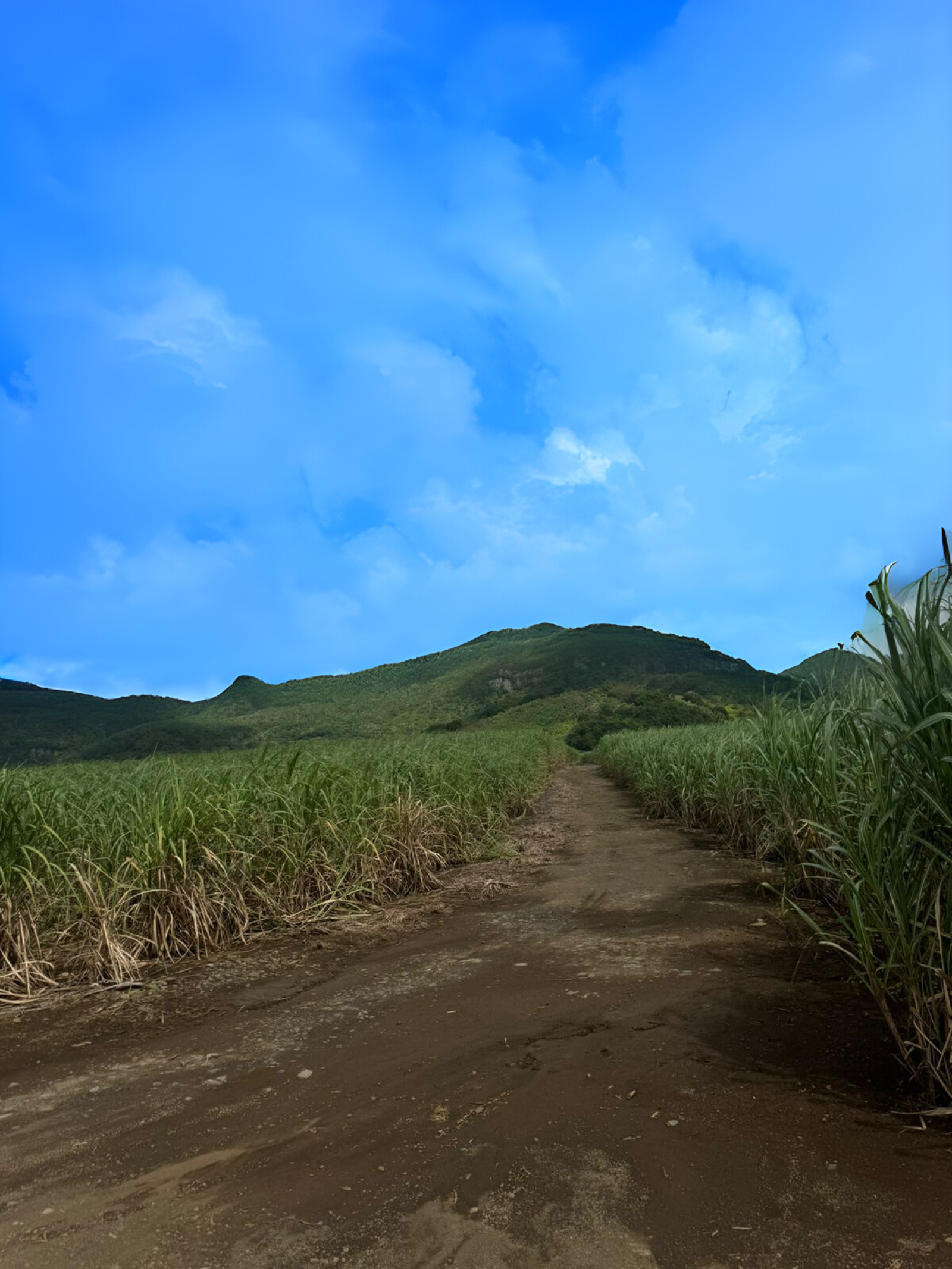 Image_, Terrain agricole, Clemencia, ref :2505035EG