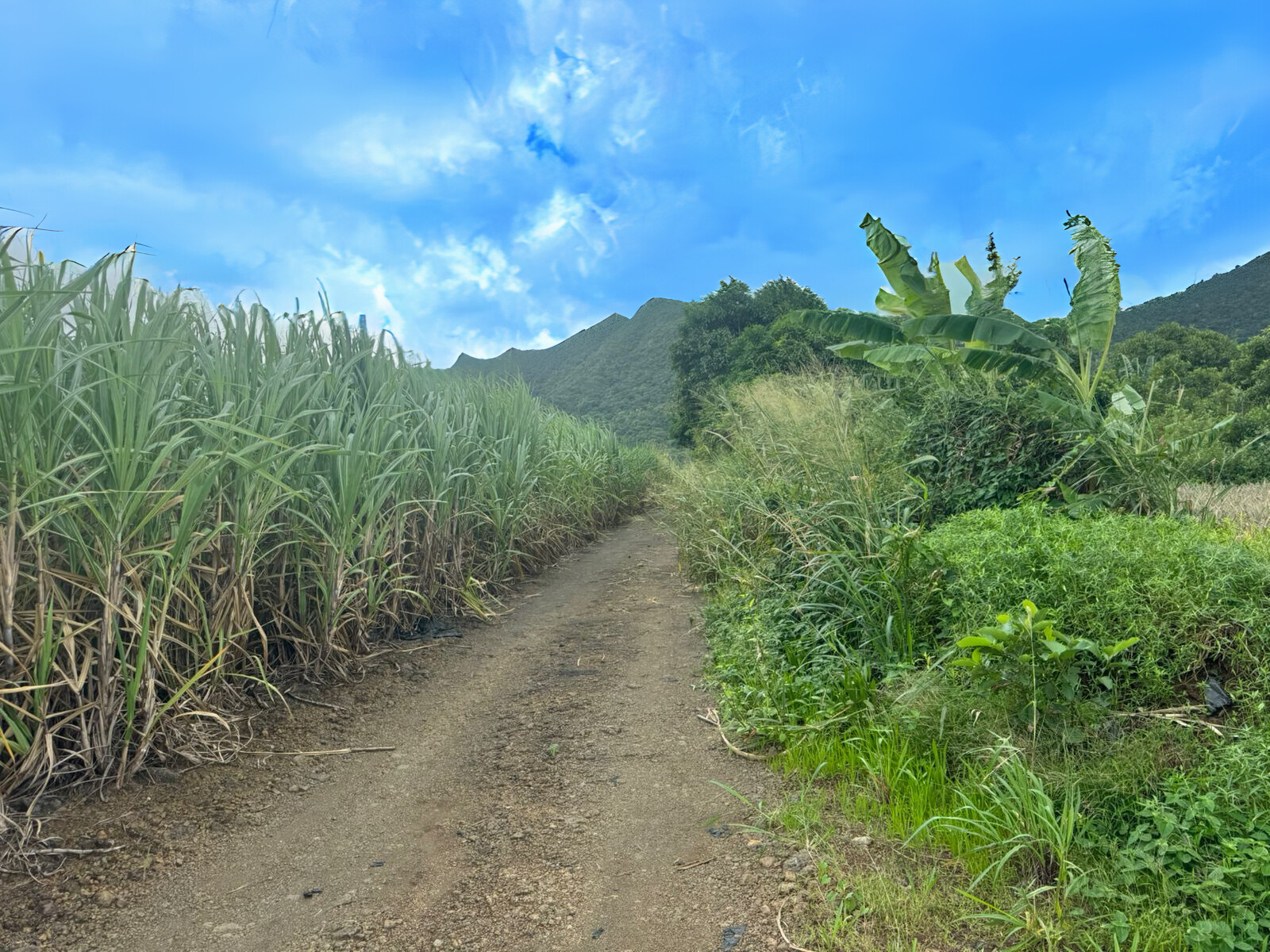 Image_, Terrain agricole, Clemencia, ref :2505035EG