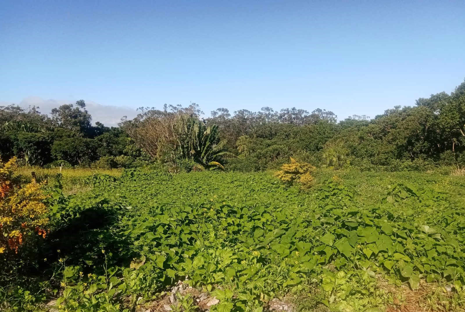 Image_, Terrain agricole, La Laura / Malenga, ref :2506048EGNM