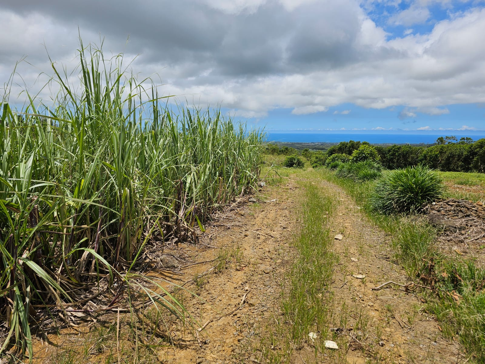 Image_, Terrain agricole, Bois Cheri, ref :24010001AJM