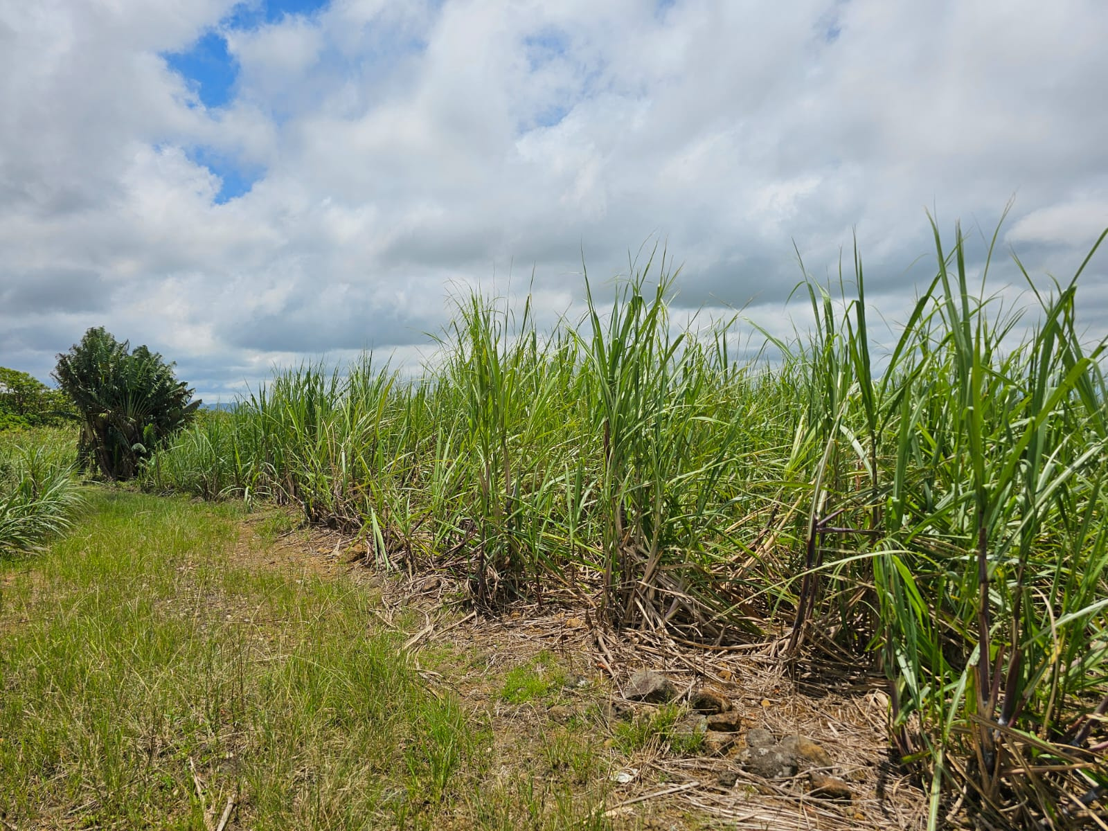 Image_, Terrain agricole, Bois Cheri, ref :24010001AJM